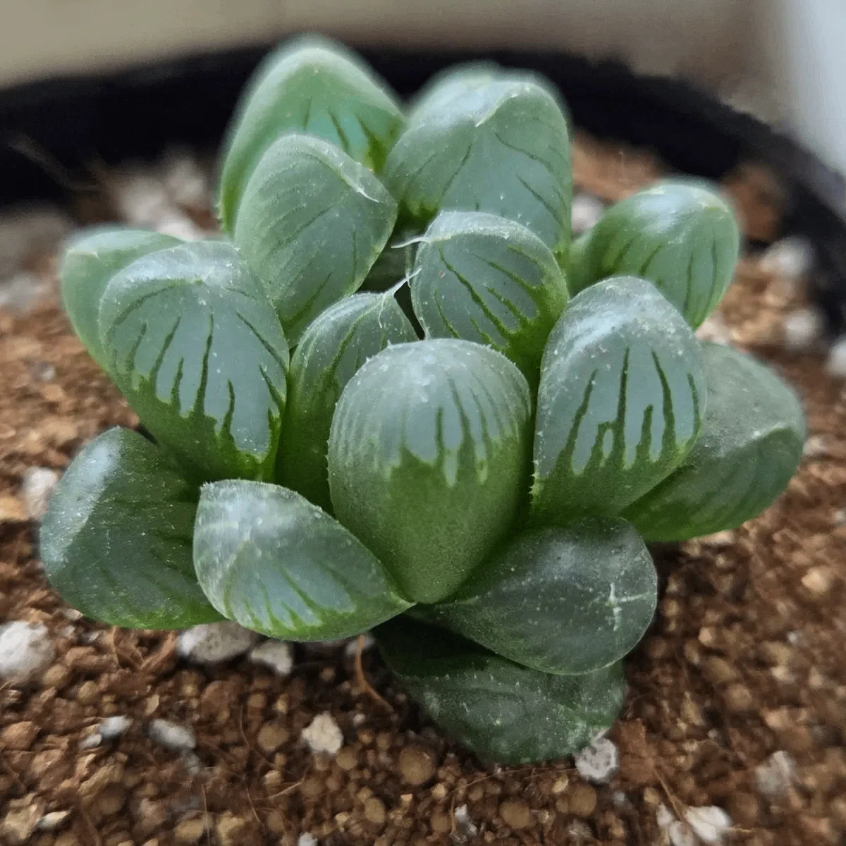 Never let your plants wither again! Use AI to set watering reminders｜八島 ...