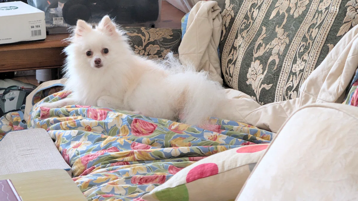 Therapy Dog in the Town of Note. [My Beloved Dog Edition] Family Chair ...