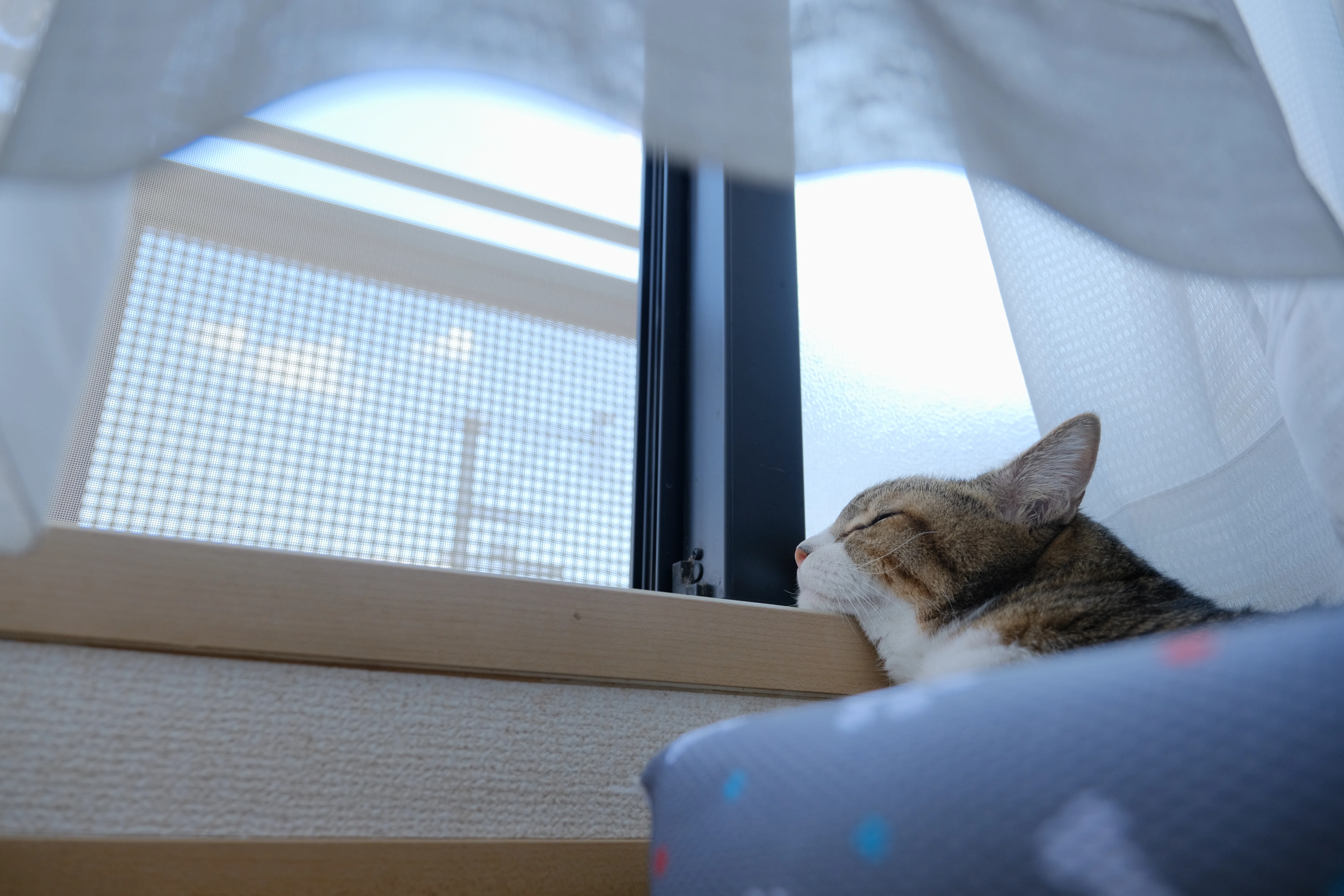 14th Birthday｜imamuu:
