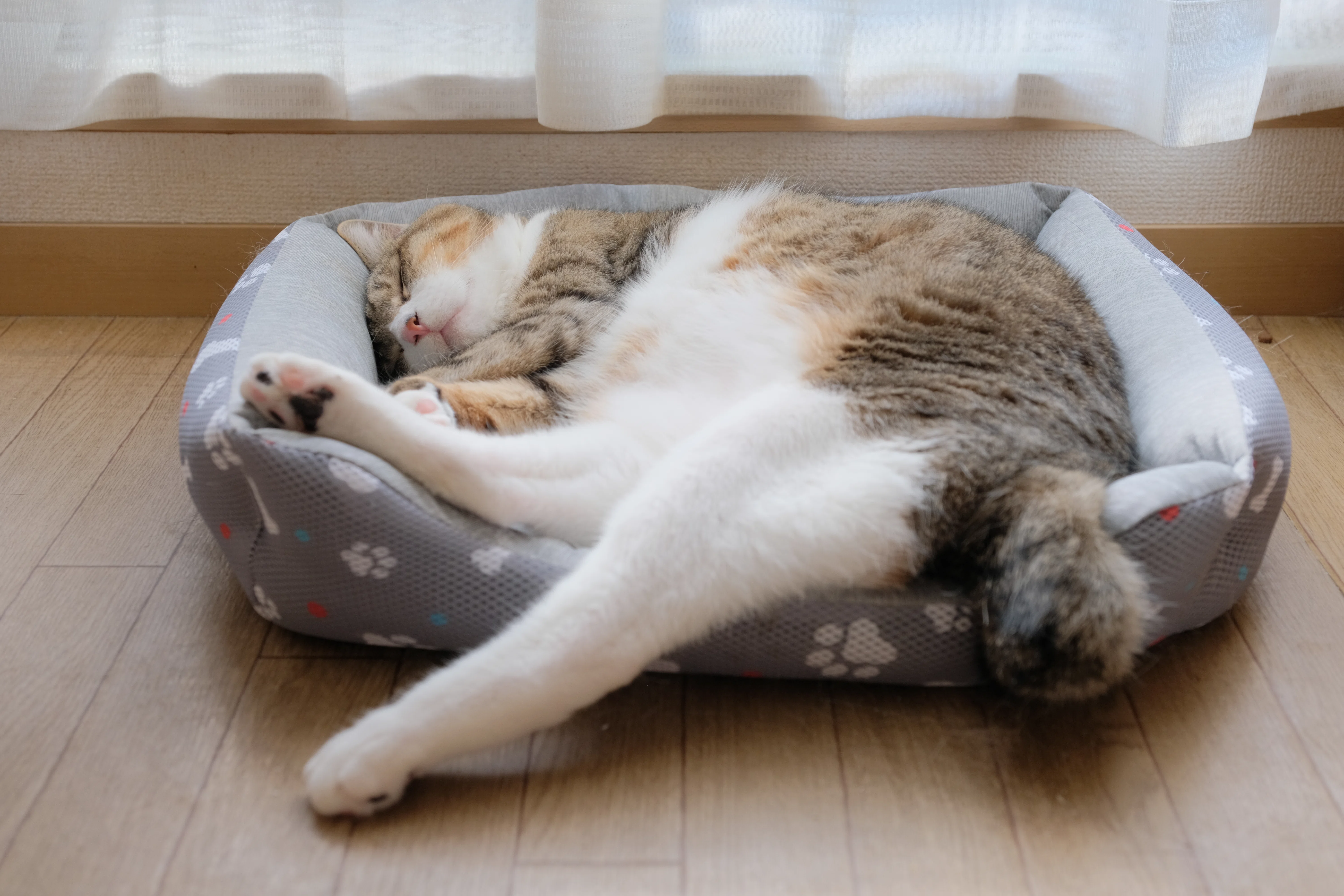 14th Birthday｜imamuu: