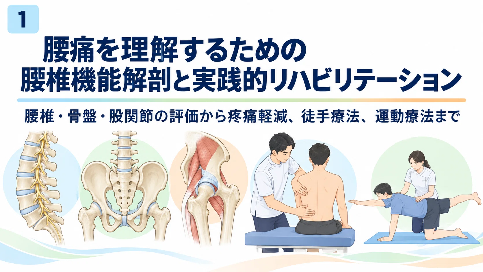 腰痛リハビリのための腰椎機能解剖と評価｜腰椎・骨盤・股関節から