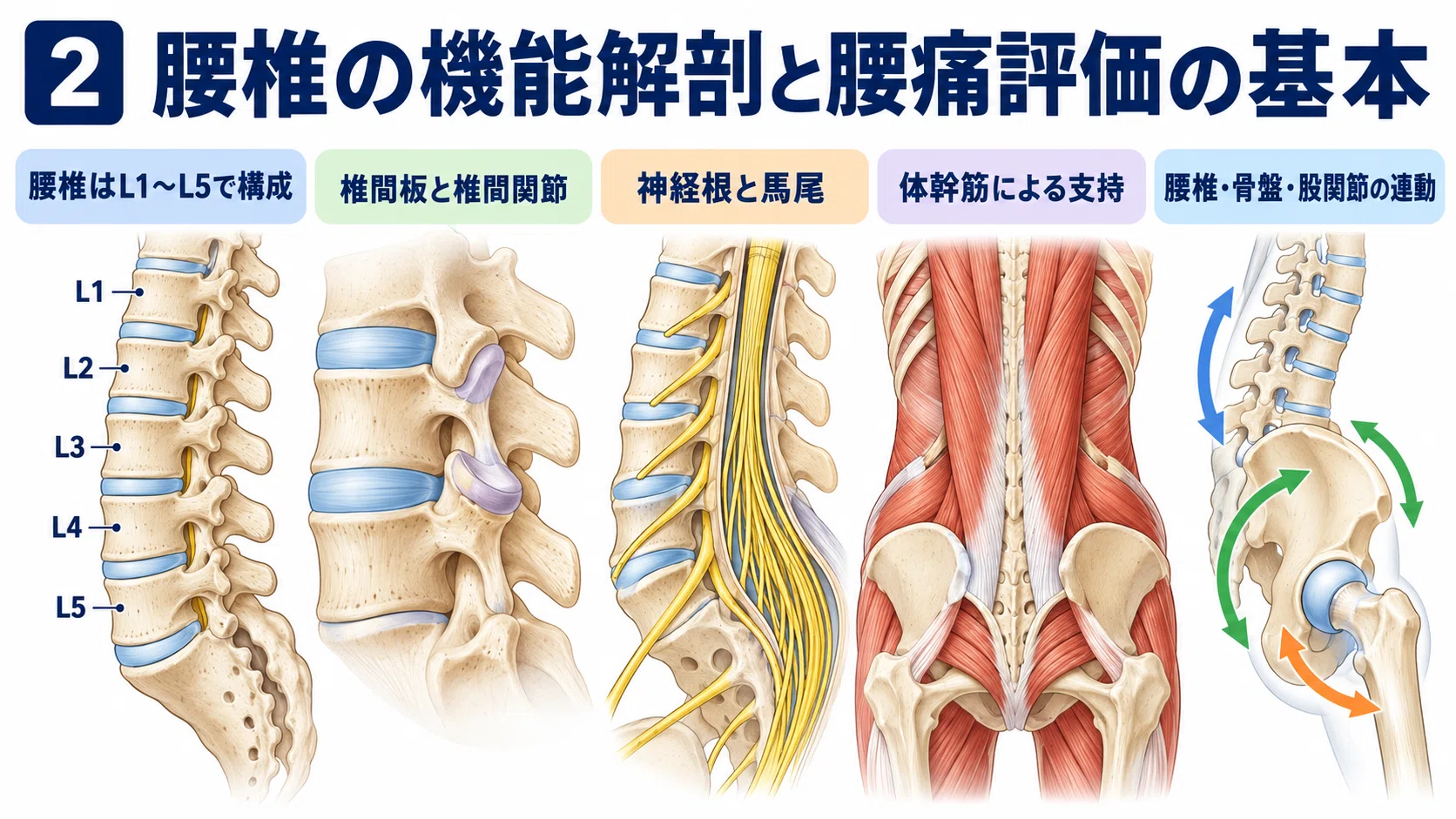 腰痛リハビリのための腰椎機能解剖と評価｜腰椎・骨盤・股関節から