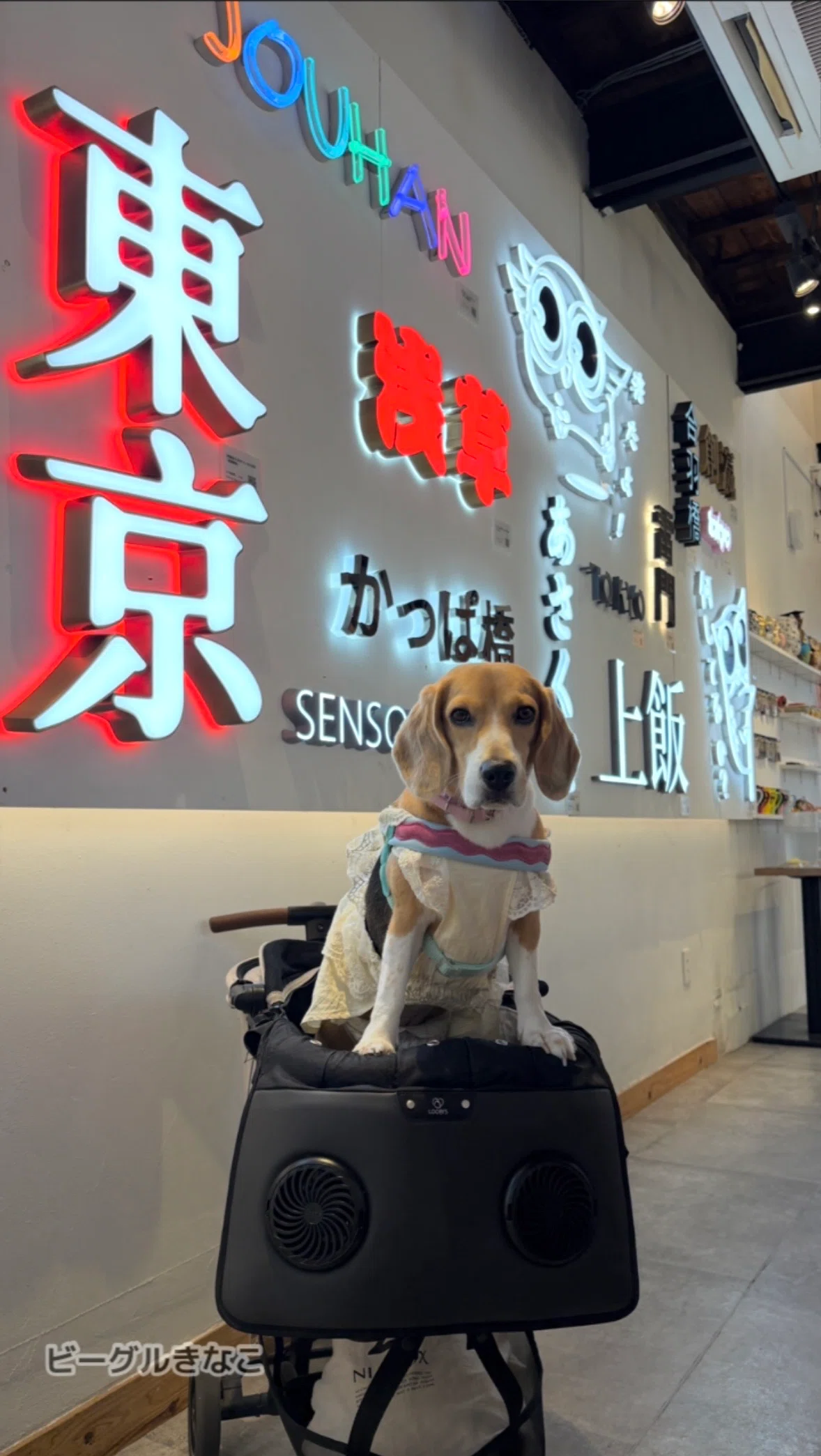 [Asakusa] A surreal set-meal restaurant where you can bring your dog ...