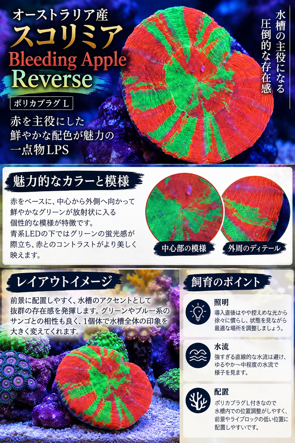 オーストラリア産スコリミア Bleeding Apple Reverse｜赤主体に