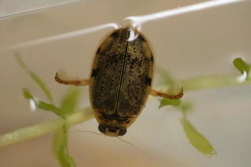 [Definitive Edition] It's Not Just Giant Water Bugs and Diving Beetles ...