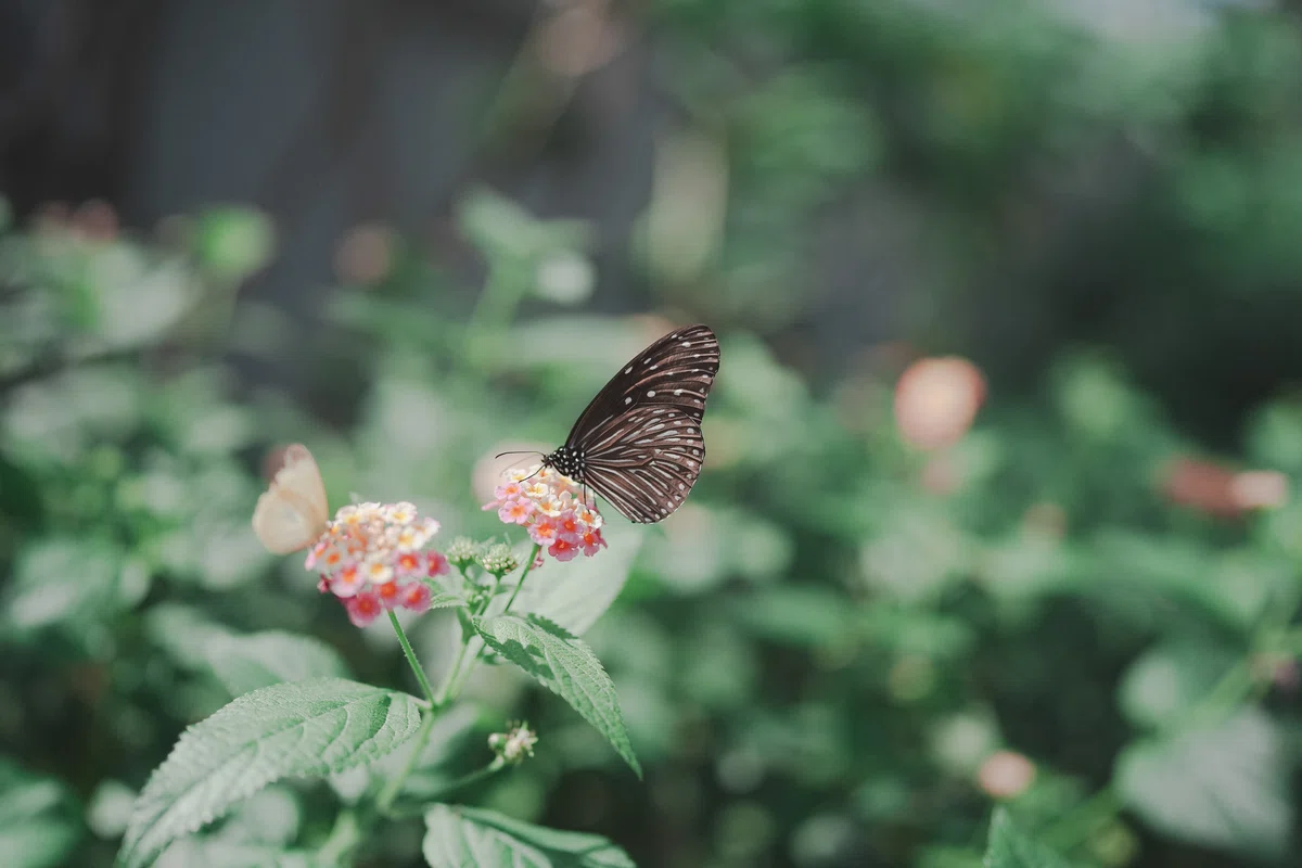 [With Examples] Why the FE 35mm F1.4 GM is incredible. The resolution ...
