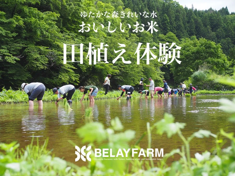 [BELAY FARM] 10/18 (Sun) Rice Farming: Rice Harvesting Experience 