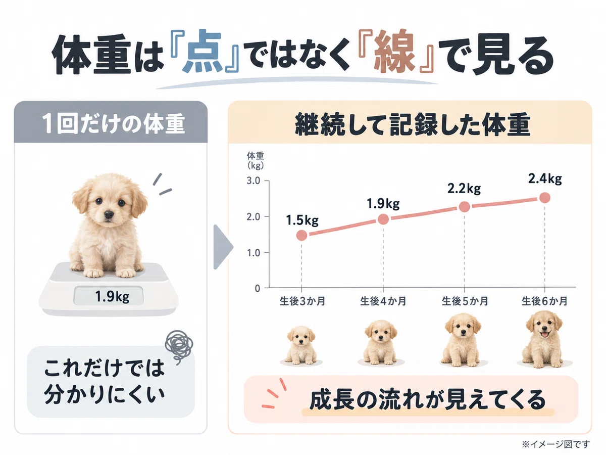 [Growth Period] Until when does a puppy's weight increase? Growth pace ...