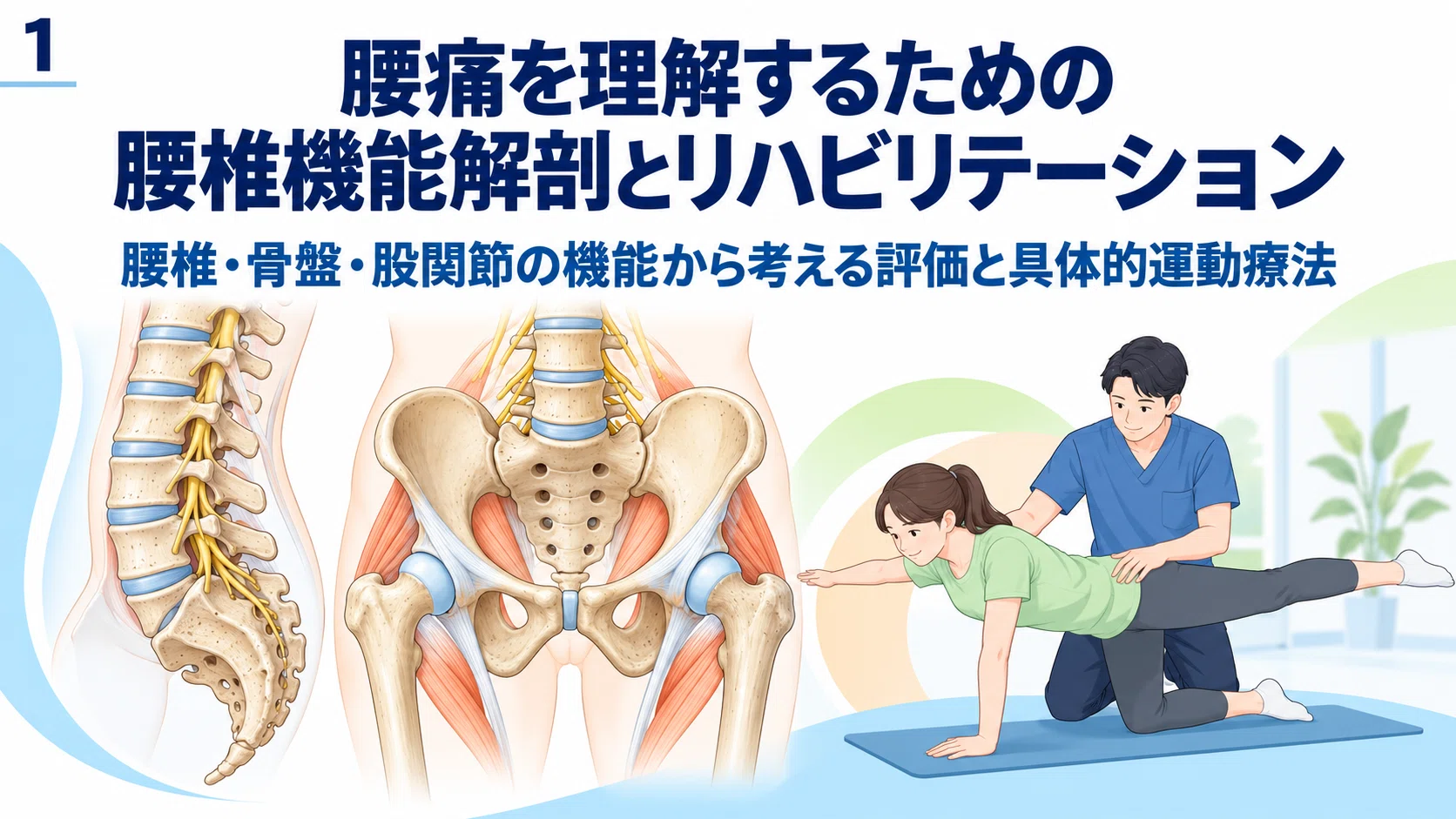 腰痛リハビリのための腰椎機能解剖｜腰椎・骨盤・股関節の評価と具体的