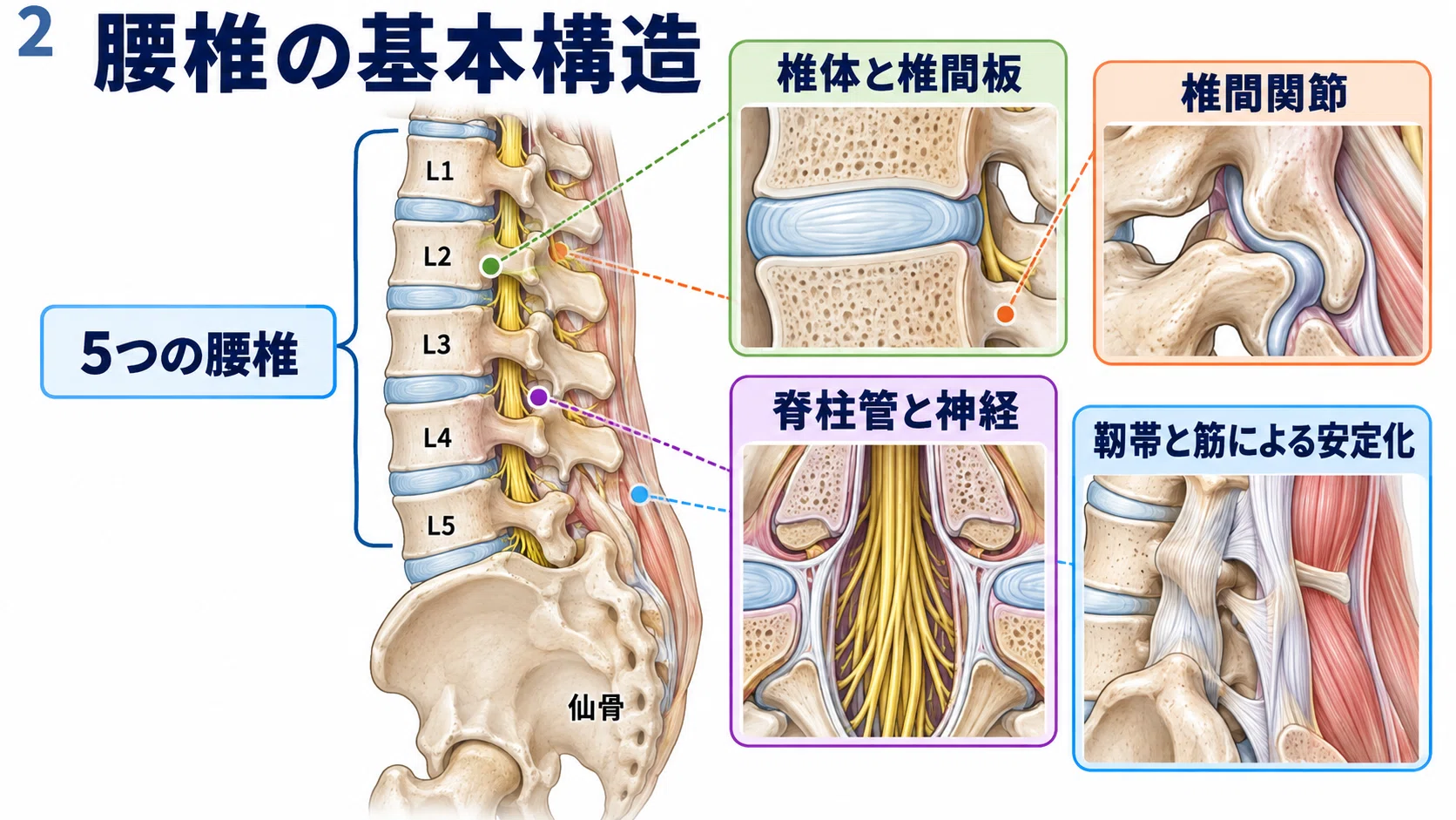 腰痛リハビリのための腰椎機能解剖｜腰椎・骨盤・股関節の評価と具体的