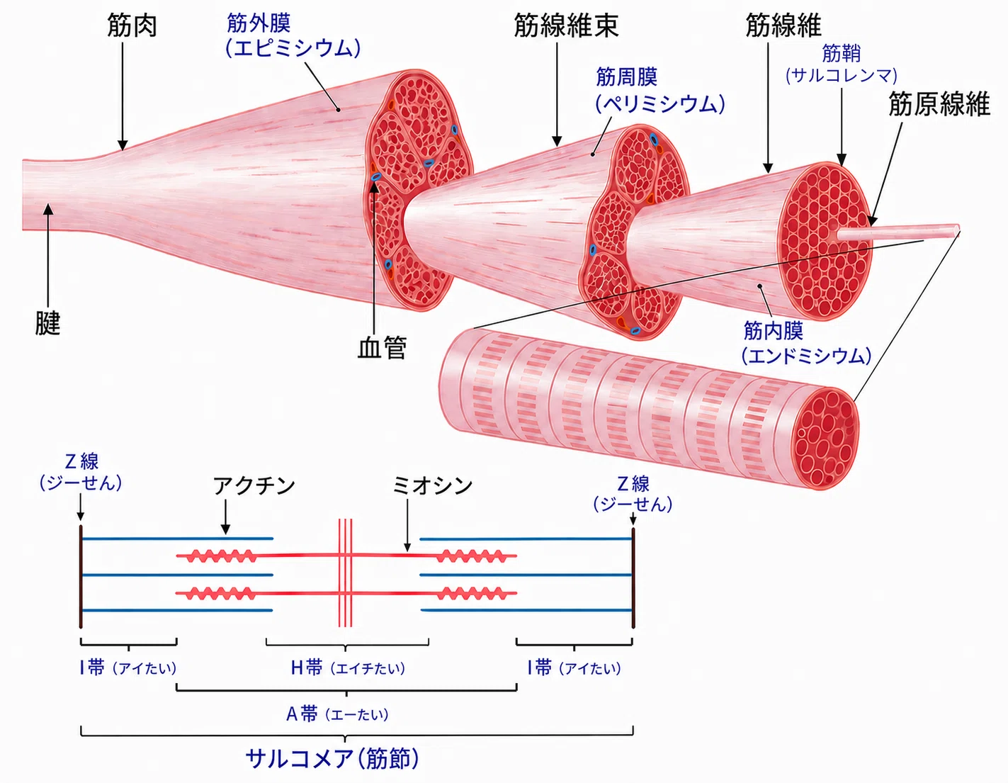 The causes of muscle stiffness vary from person to person ...