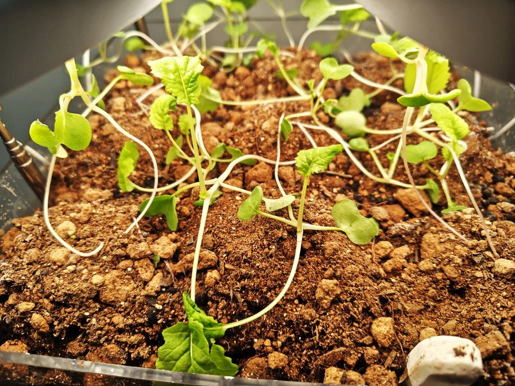 (Patent Pending) Stackable Plant Growth Unit Hitomi_Cube Verification ...