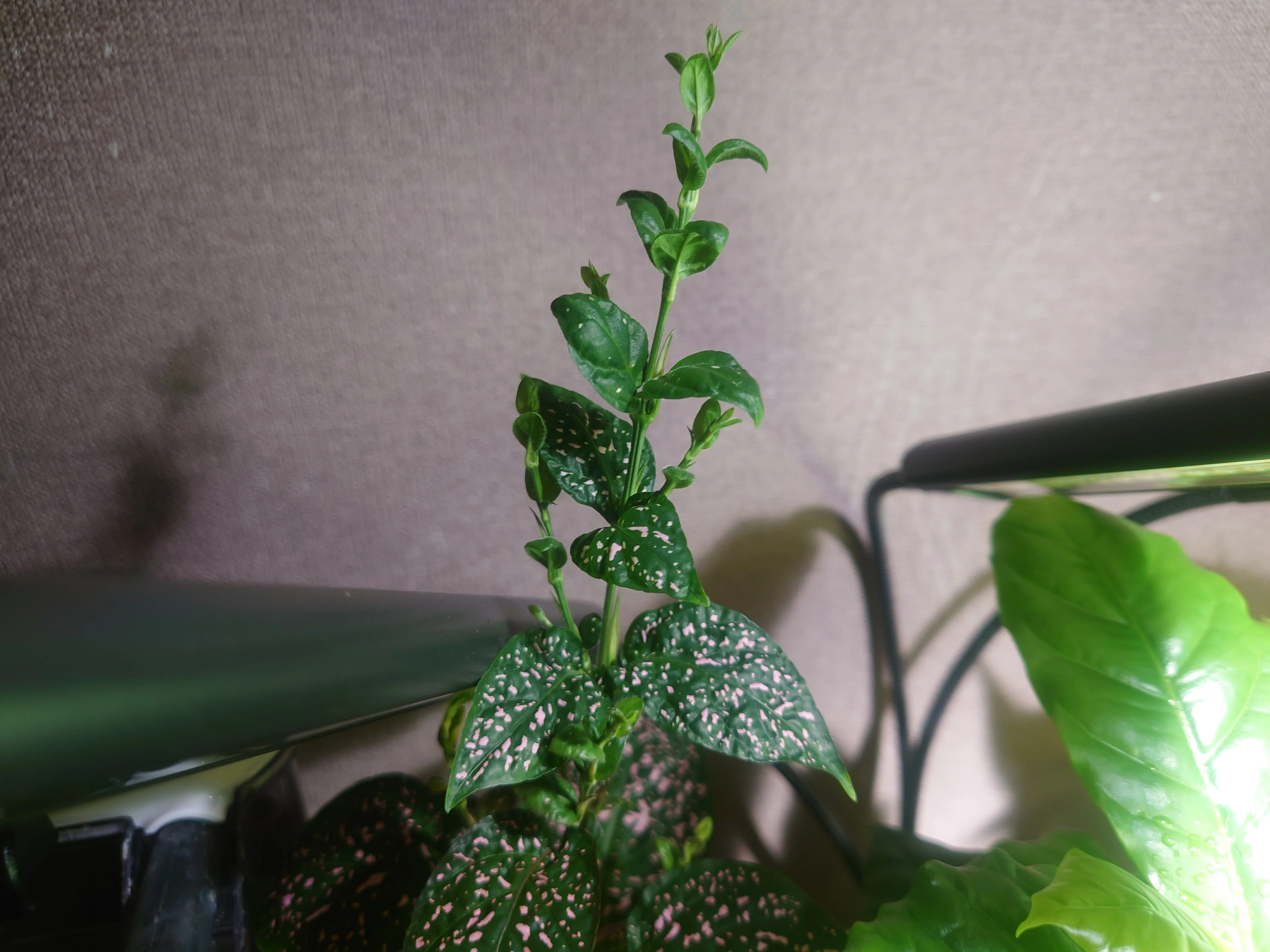 [植物] 『ヒポエステス』の成長｜悠介