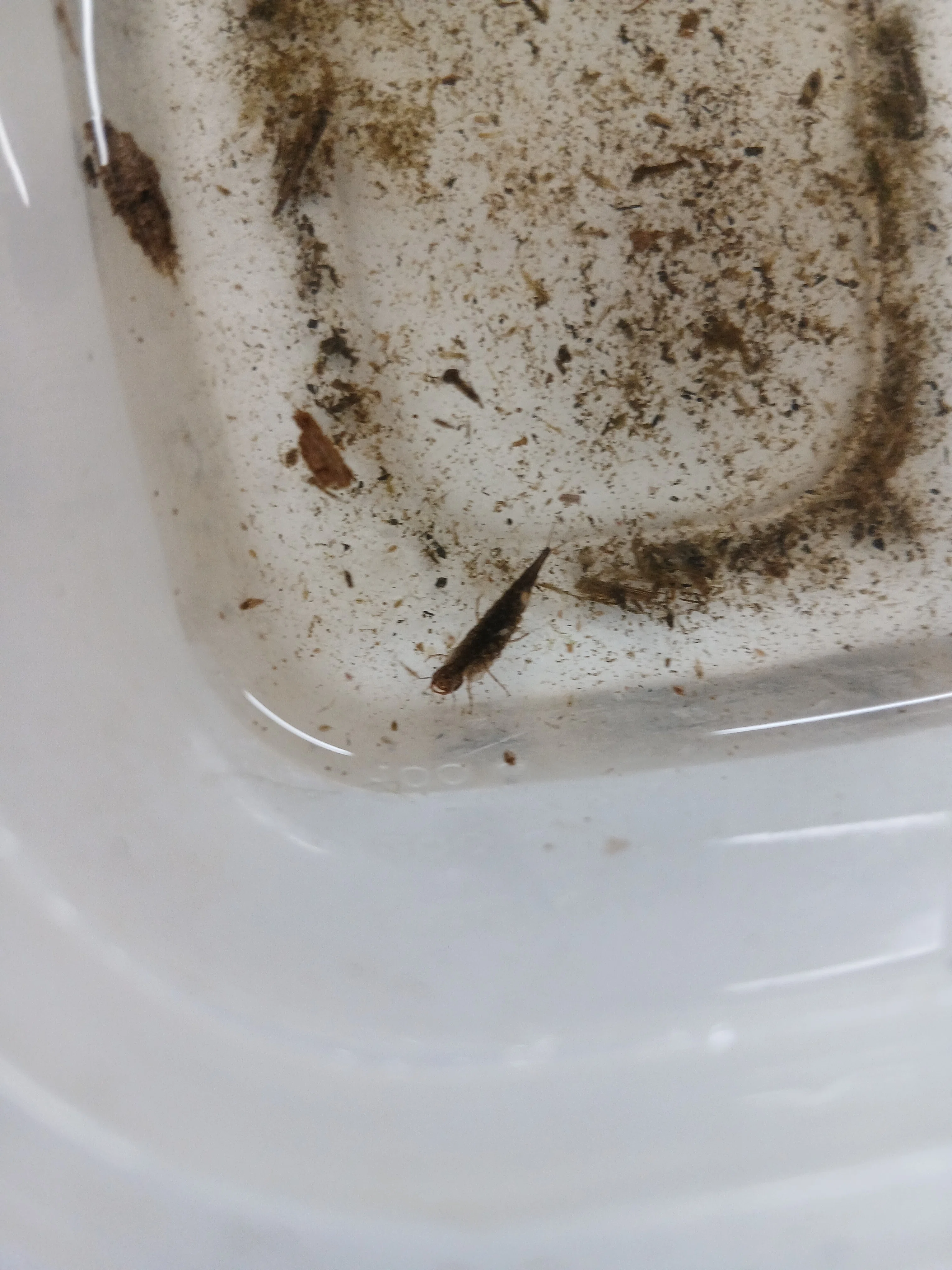 Discoveries at the Watarase Retarding Basin!｜スパイススパゲッティ同志