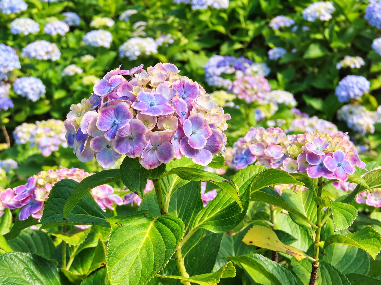 花様確認用 色のない毎日に、花を見たくなる。――秋の色を探しに、咲くやこの花館へ