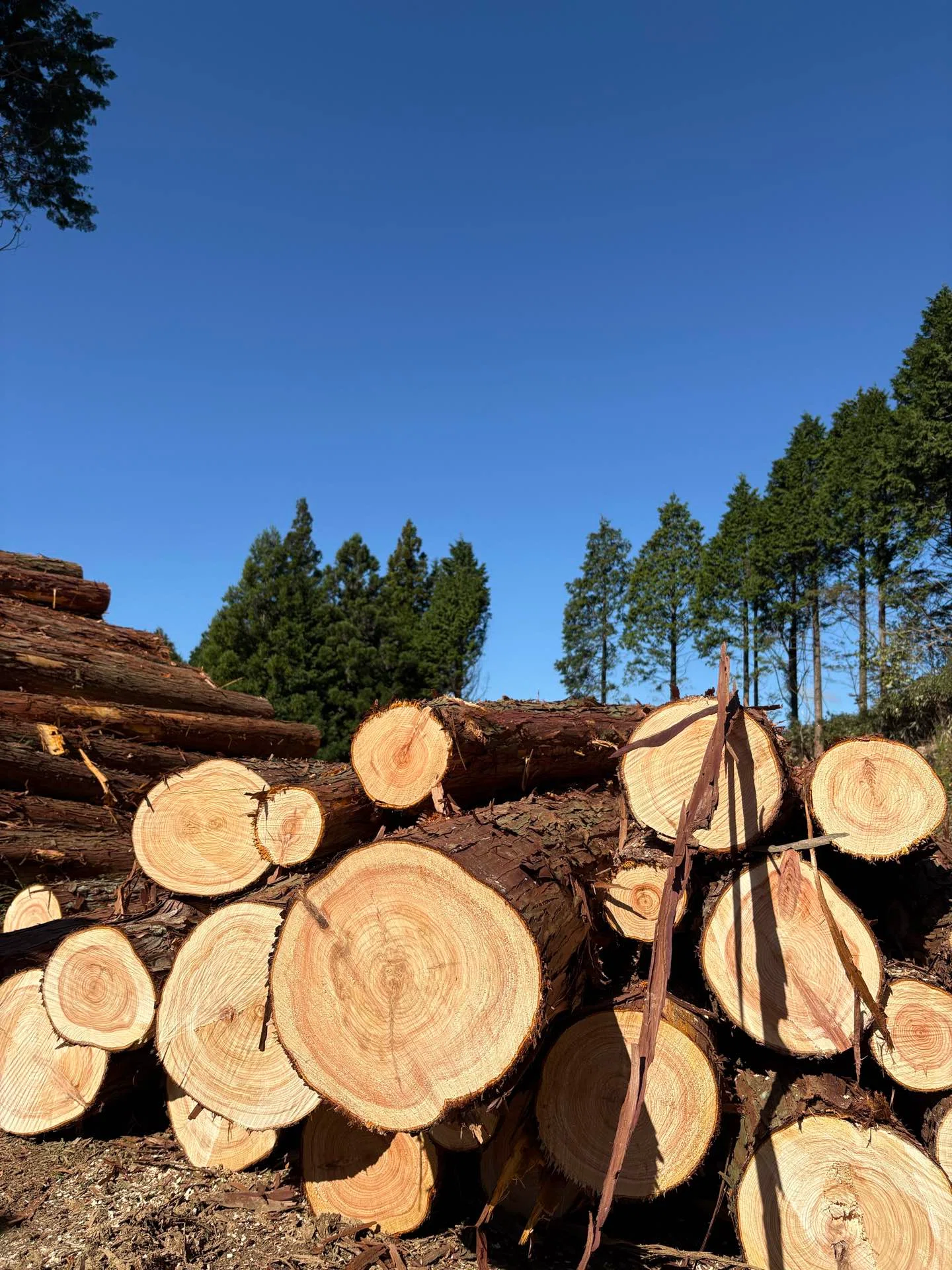 Yusuhara Stockyard 2026.10.7 Timber processing guidance at the clear ...
