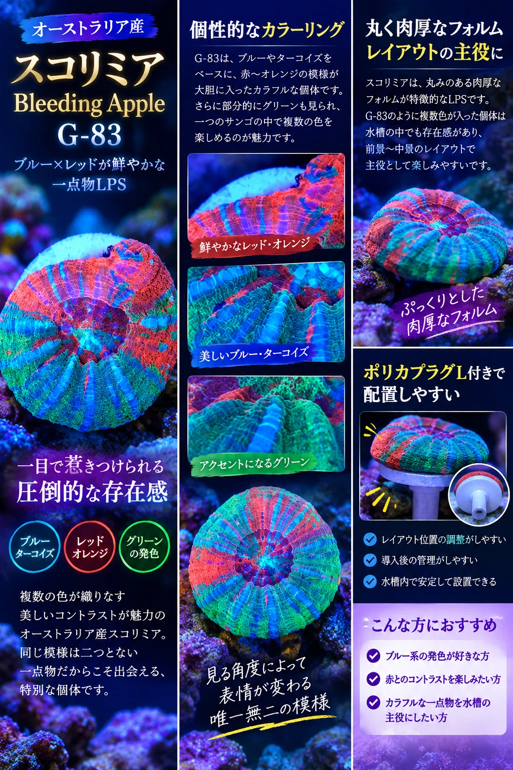 オーストラリア産スコリミア Bleeding Apple G-83｜ブルー×レッドが