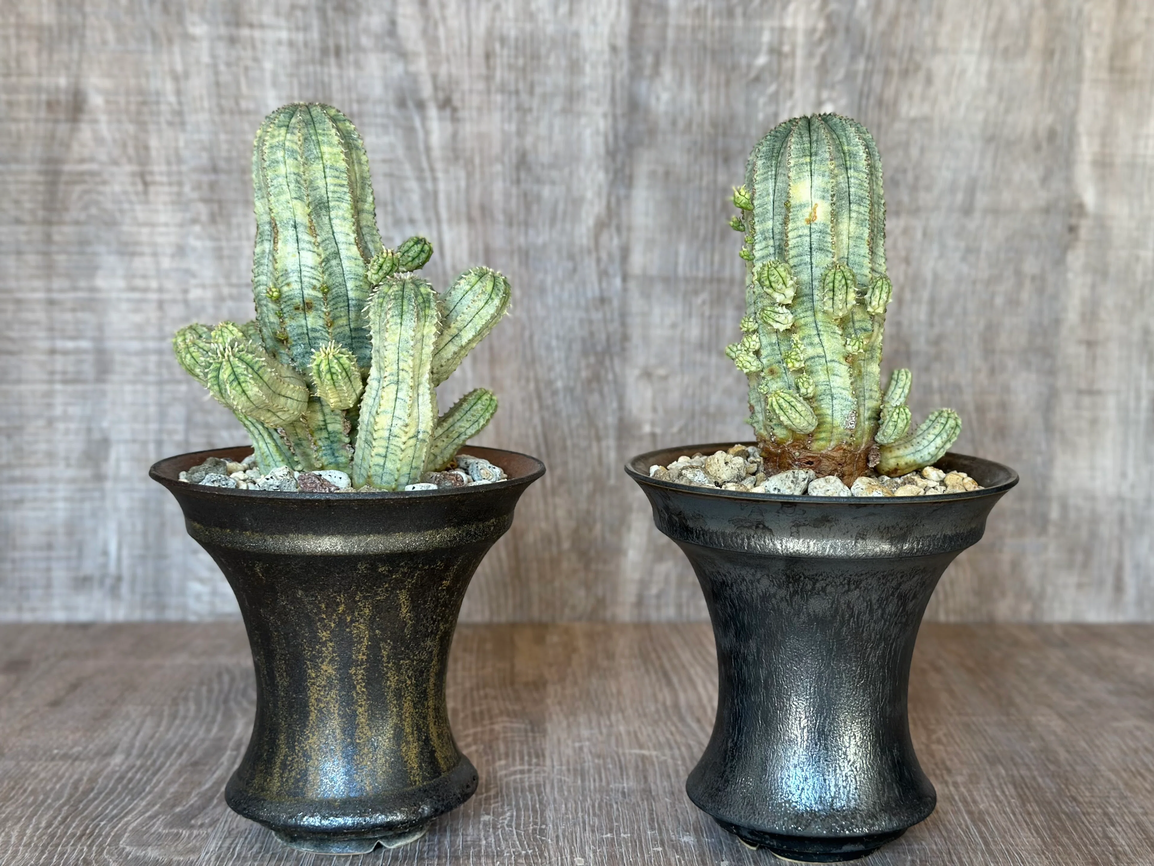 美しい斑入りのユーフォルビア・オベサ交配種 Euphorbia x obesa hyb