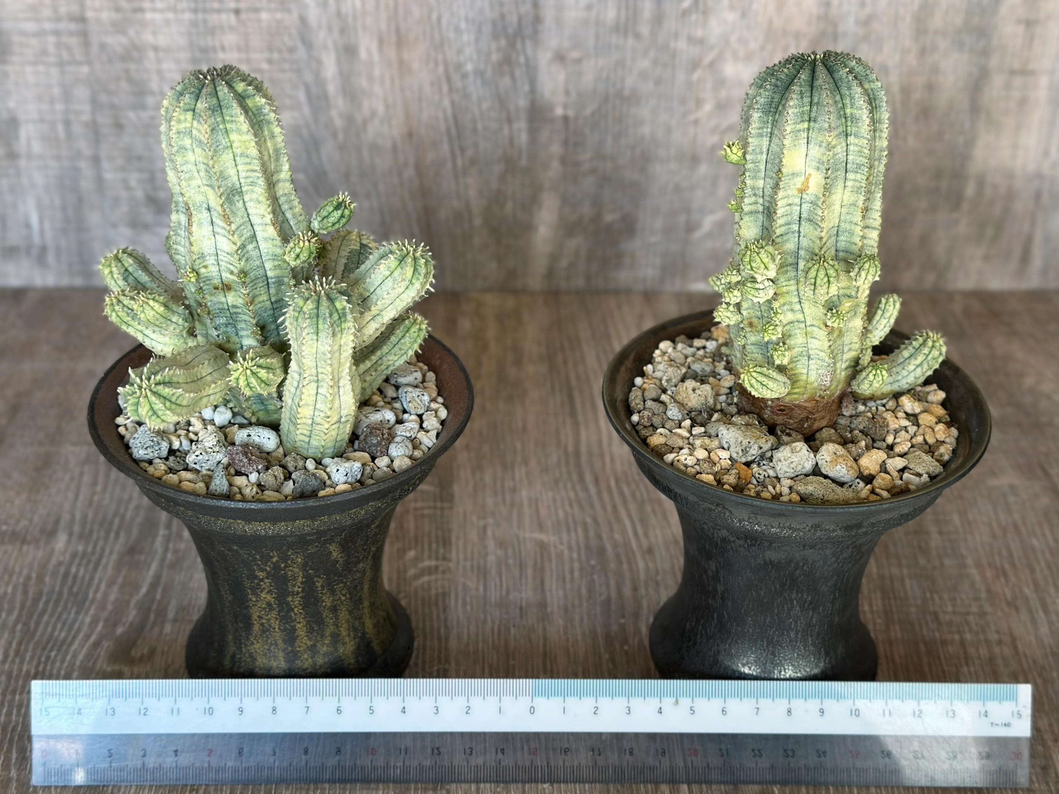 美しい斑入りのユーフォルビア・オベサ交配種 Euphorbia x obesa hyb