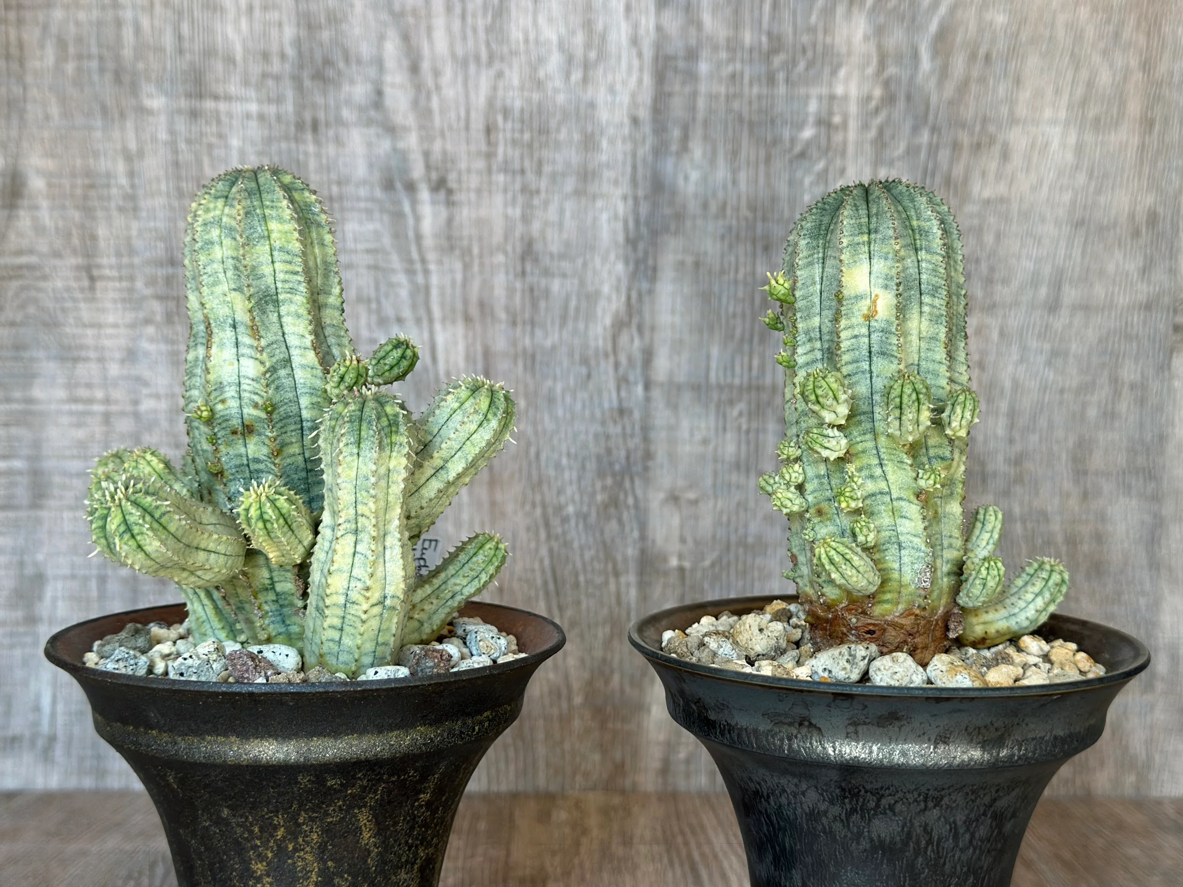 美しい斑入りのユーフォルビア・オベサ交配種 Euphorbia x obesa hyb