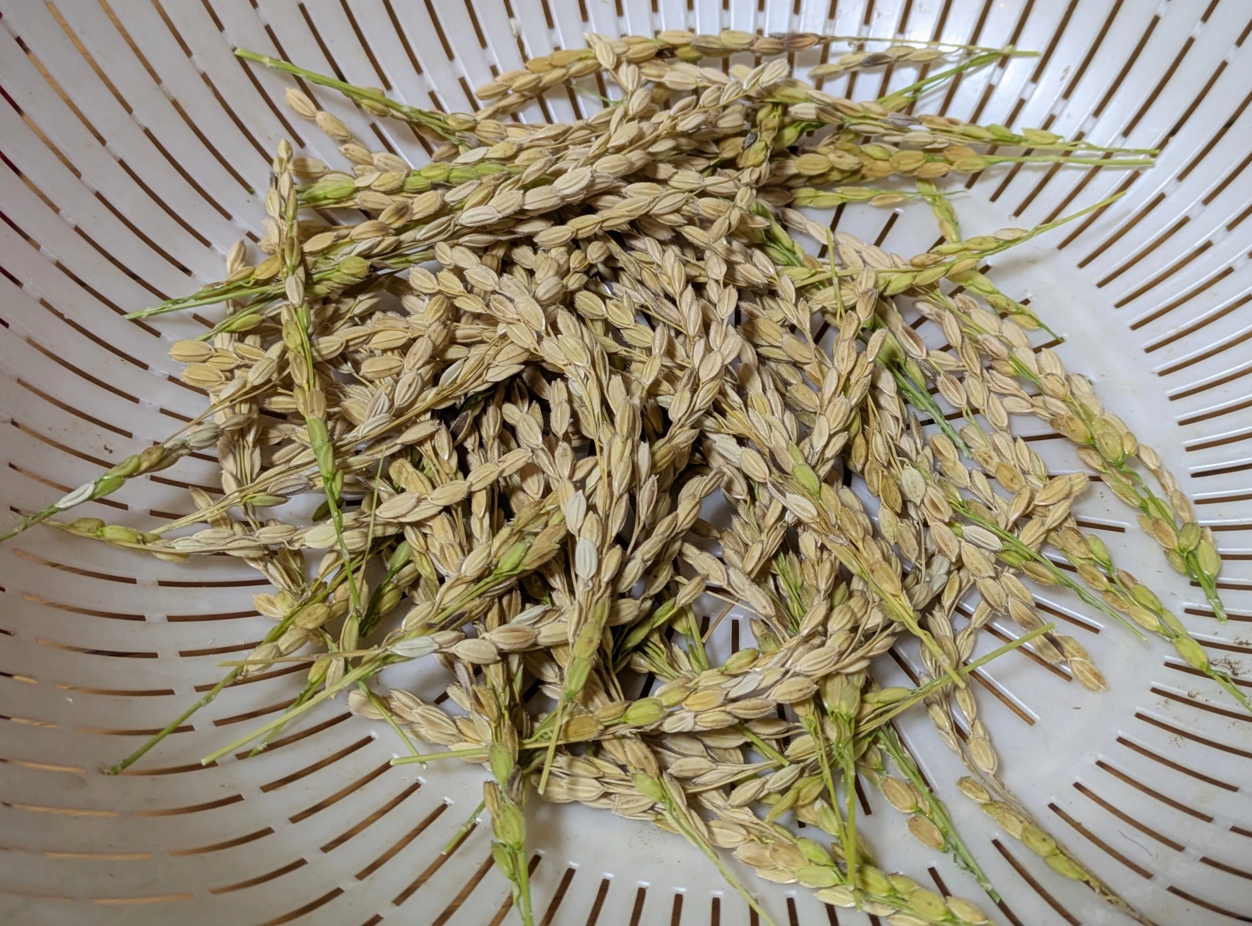 My First Rice Growing Experience: From Planting to Harvest｜ゆうsaien