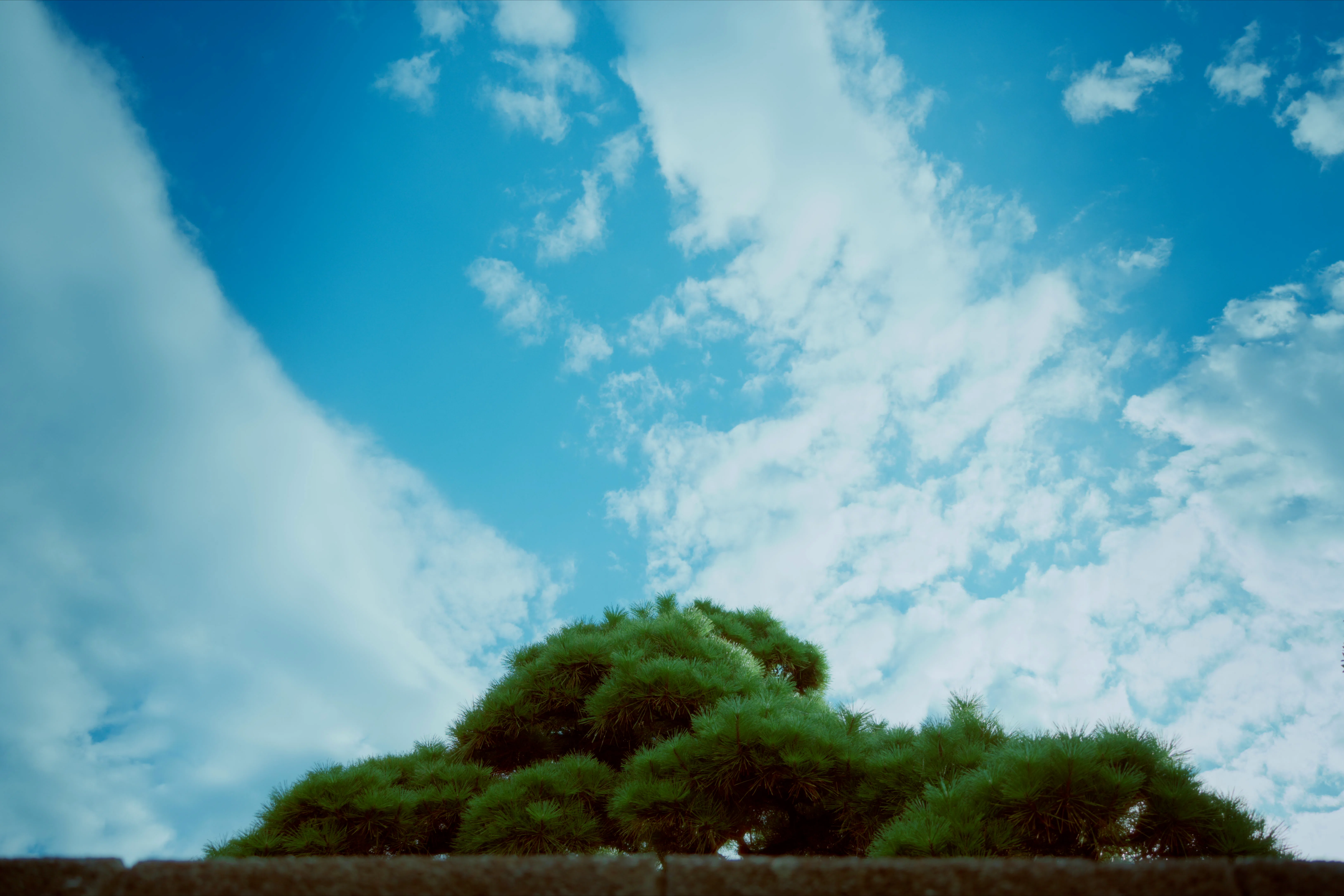 4 Months into Photography, 31st Shoot: Taking the Camera Out Casually｜shin