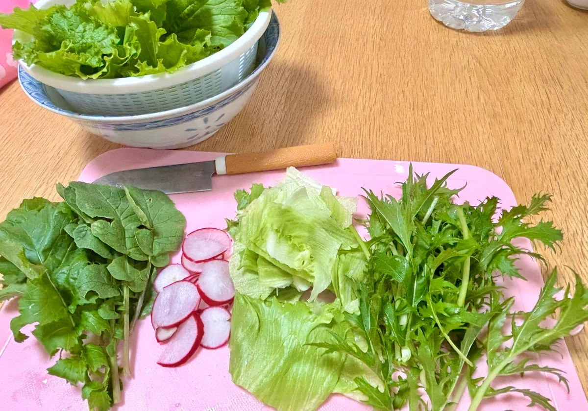 No Insect Net! Radish Cultivation and Cabbage White Butterfly Egg ...