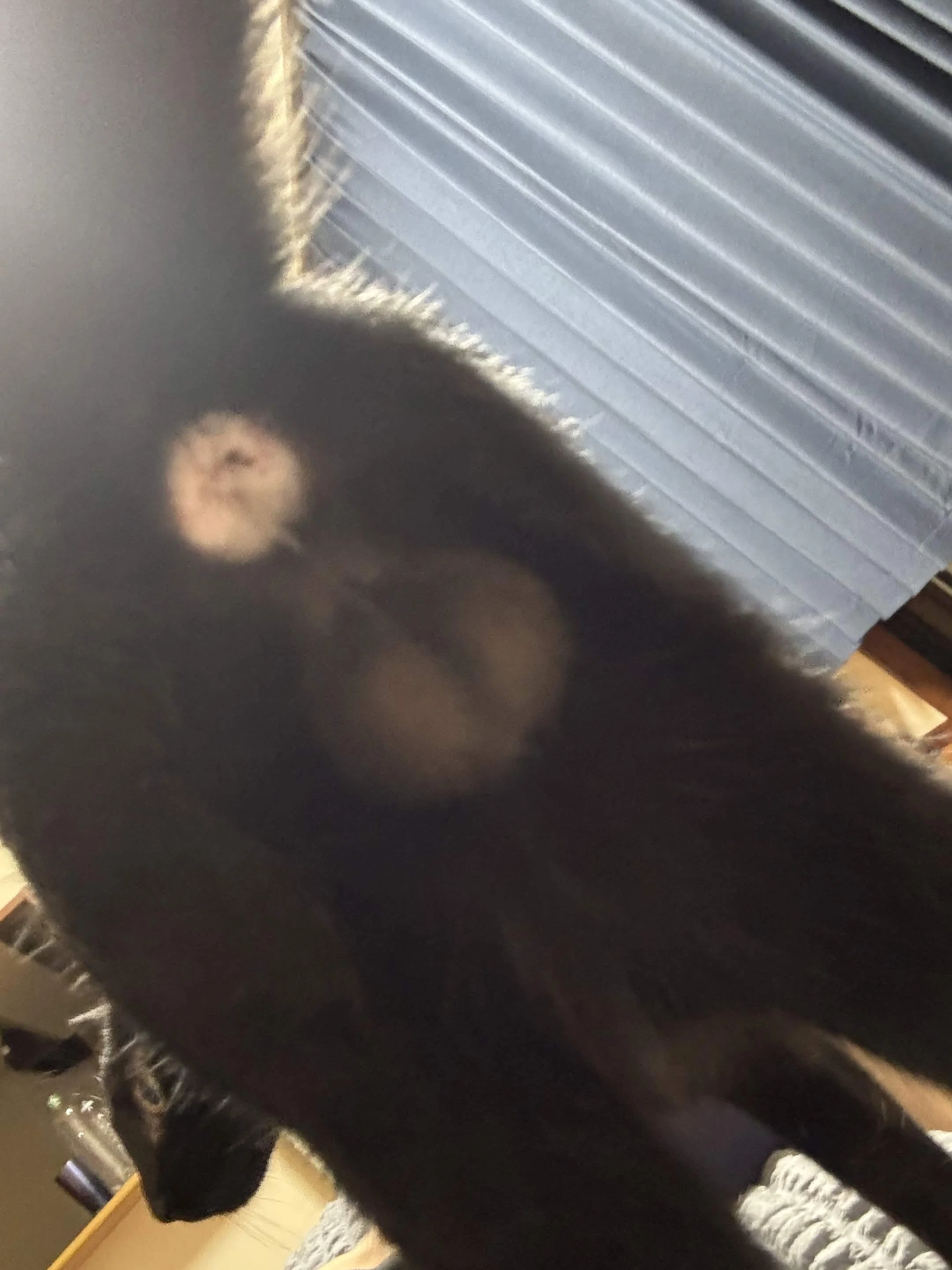 [Male Cat] Neutering surgery at 6 months old! Introducing the costs ...