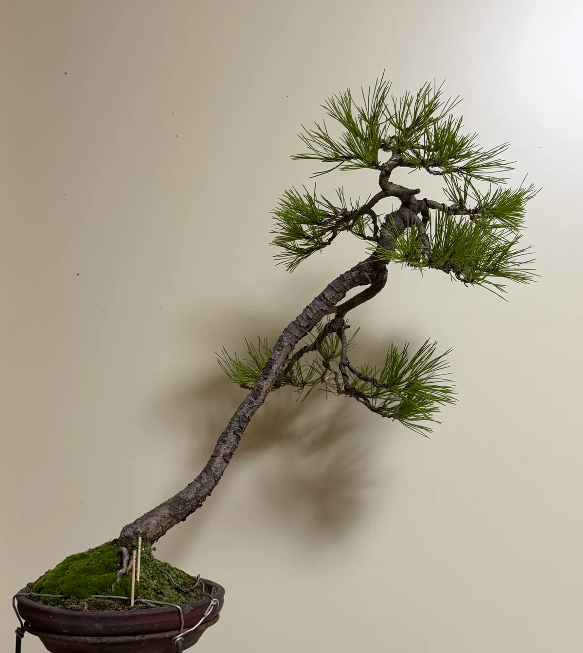 [Essay] A Tree to Drink Tea By｜不耀盦