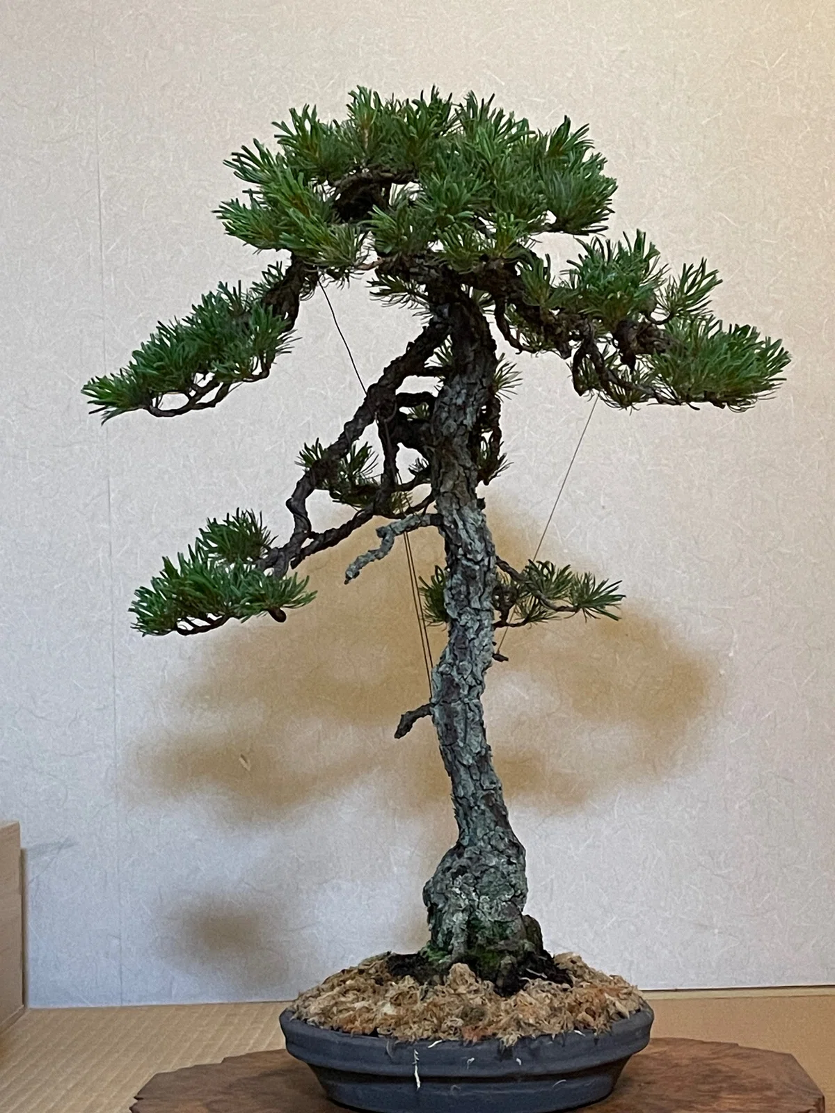 [Essay] A Tree to Drink Tea By｜不耀盦