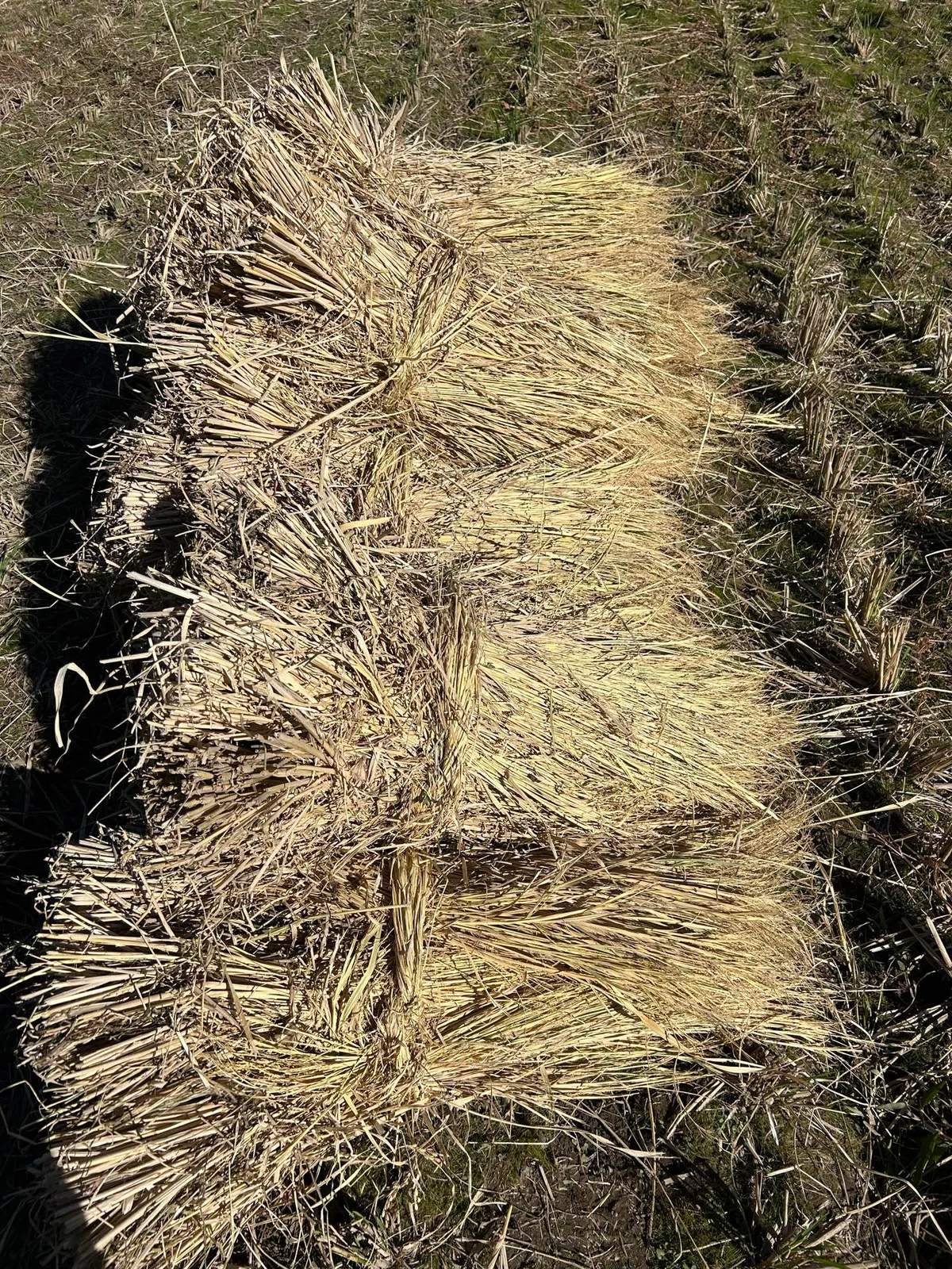 Threshing Of Rice The Story of Hokuto's Rice Fields|みう