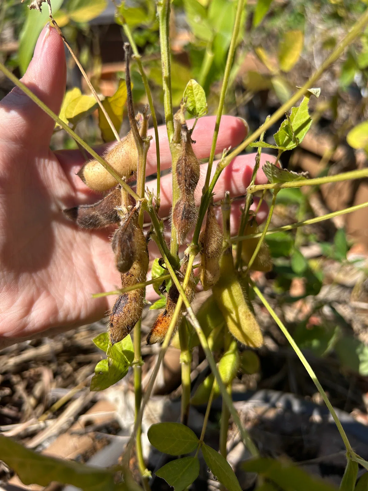 [Wild beans do not rotate crops] Questioning the common sense of ...