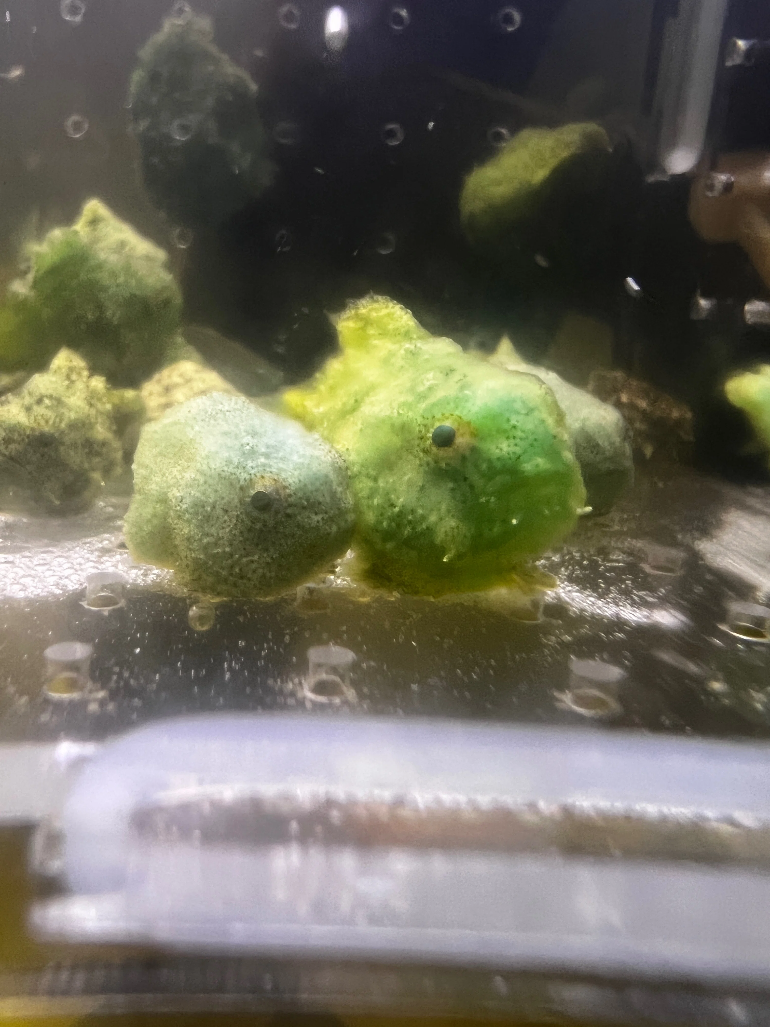 [Lumpsucker Breeding] A red lumpsucker was born in a tank that was ...