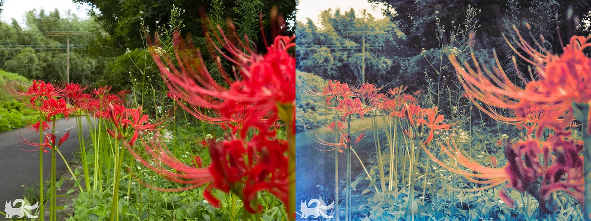 [Photo] I tried developing photos using illustration assets (gradient ...
