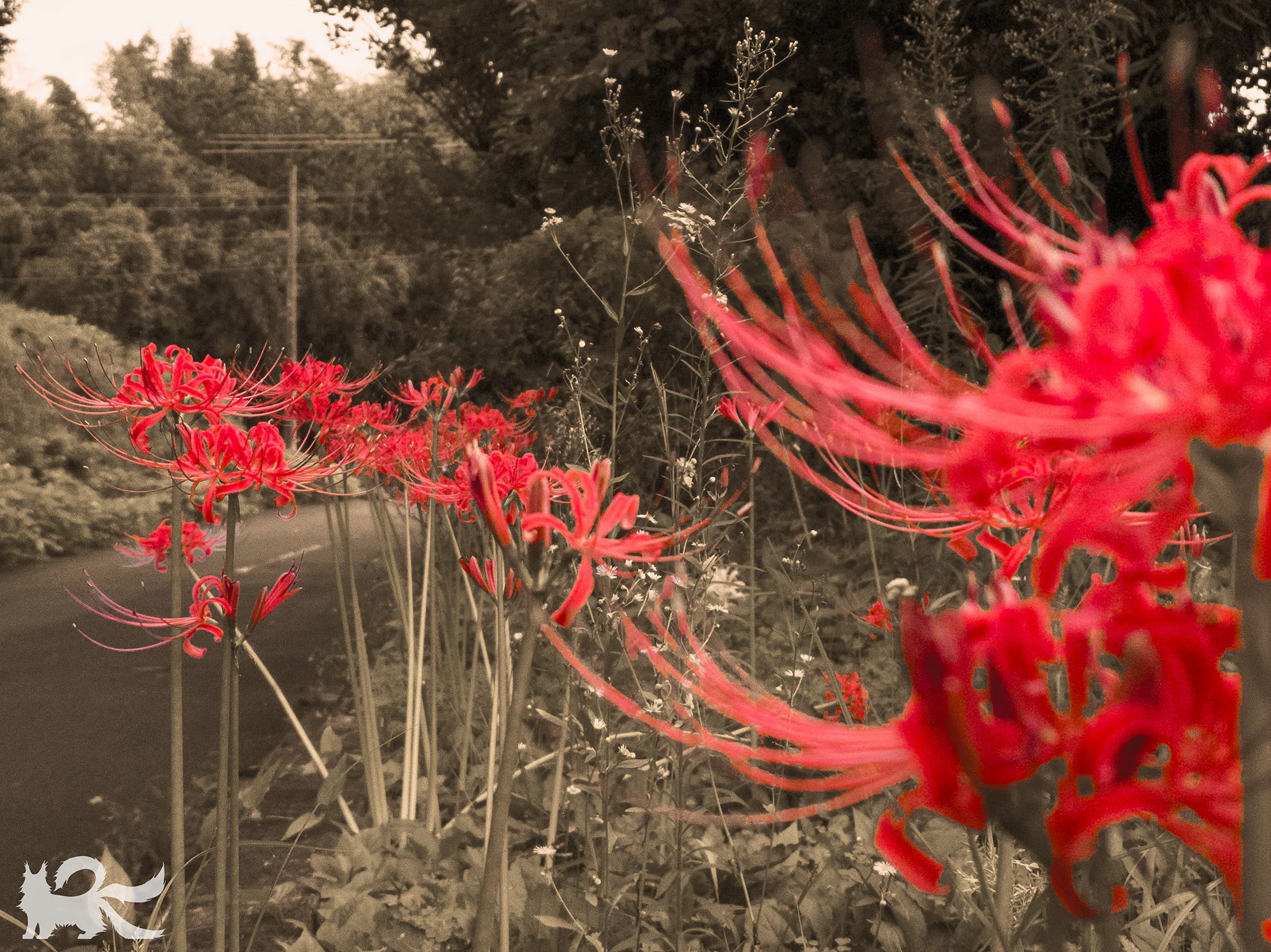 [Photo] I tried developing photos using illustration assets (gradient ...