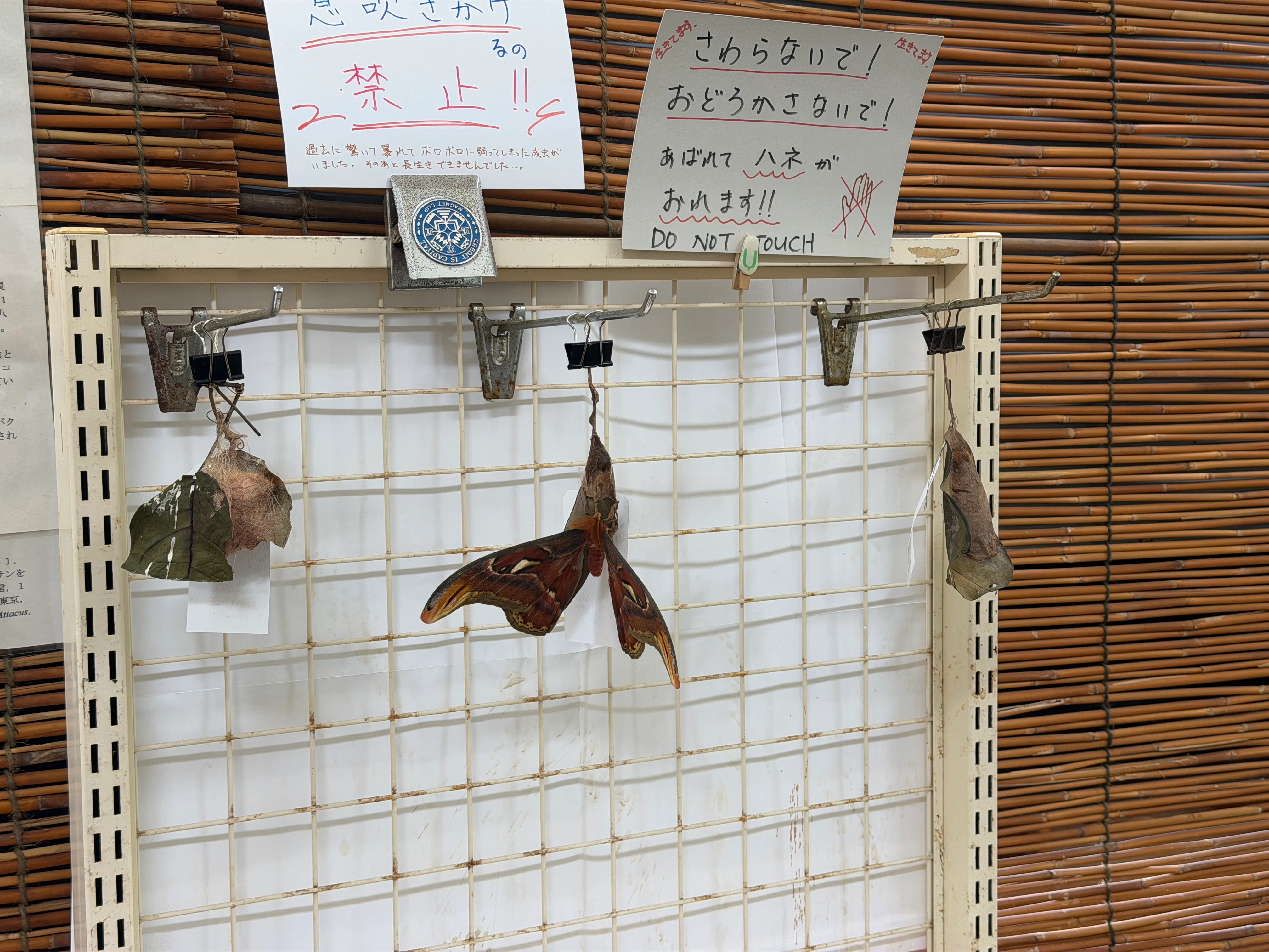 [Okinawa/Yonaguni Island] I thought it was a specimen, but it was alive ...