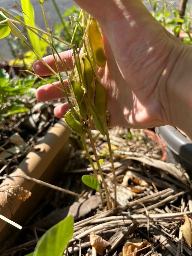 [Wild beans do not rotate crops] Questioning the common sense of ...