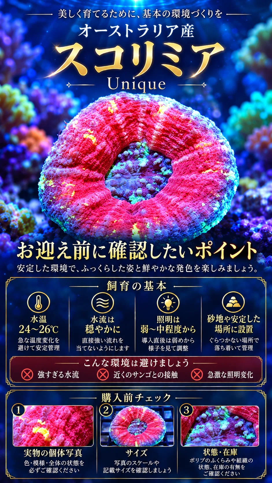 Australian Scolymia Unique | A unique LPS coral with beautiful vibrant ...