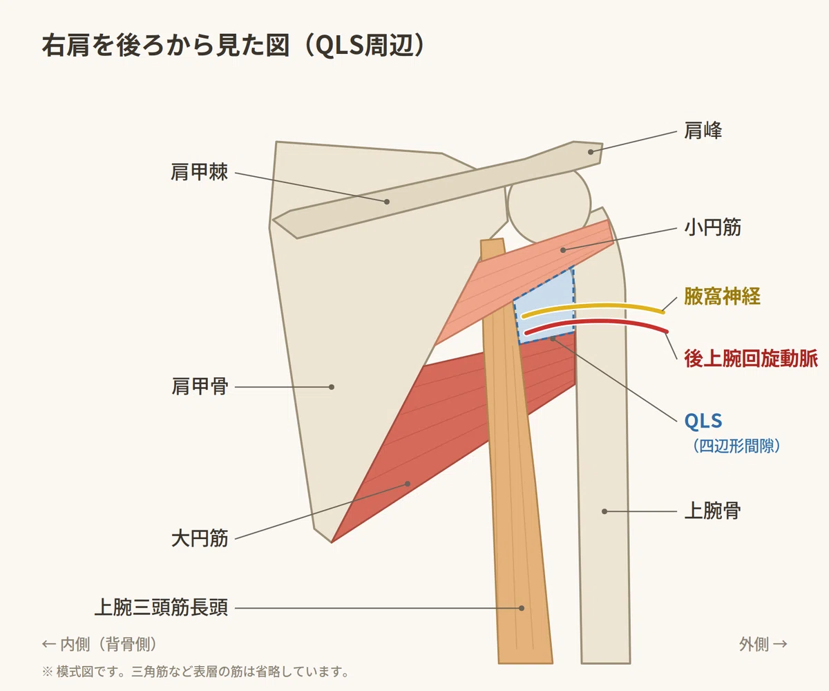 My shoulder started hurting, so I evaluated it myself｜皆川智司｜理学療法士×鍼灸師