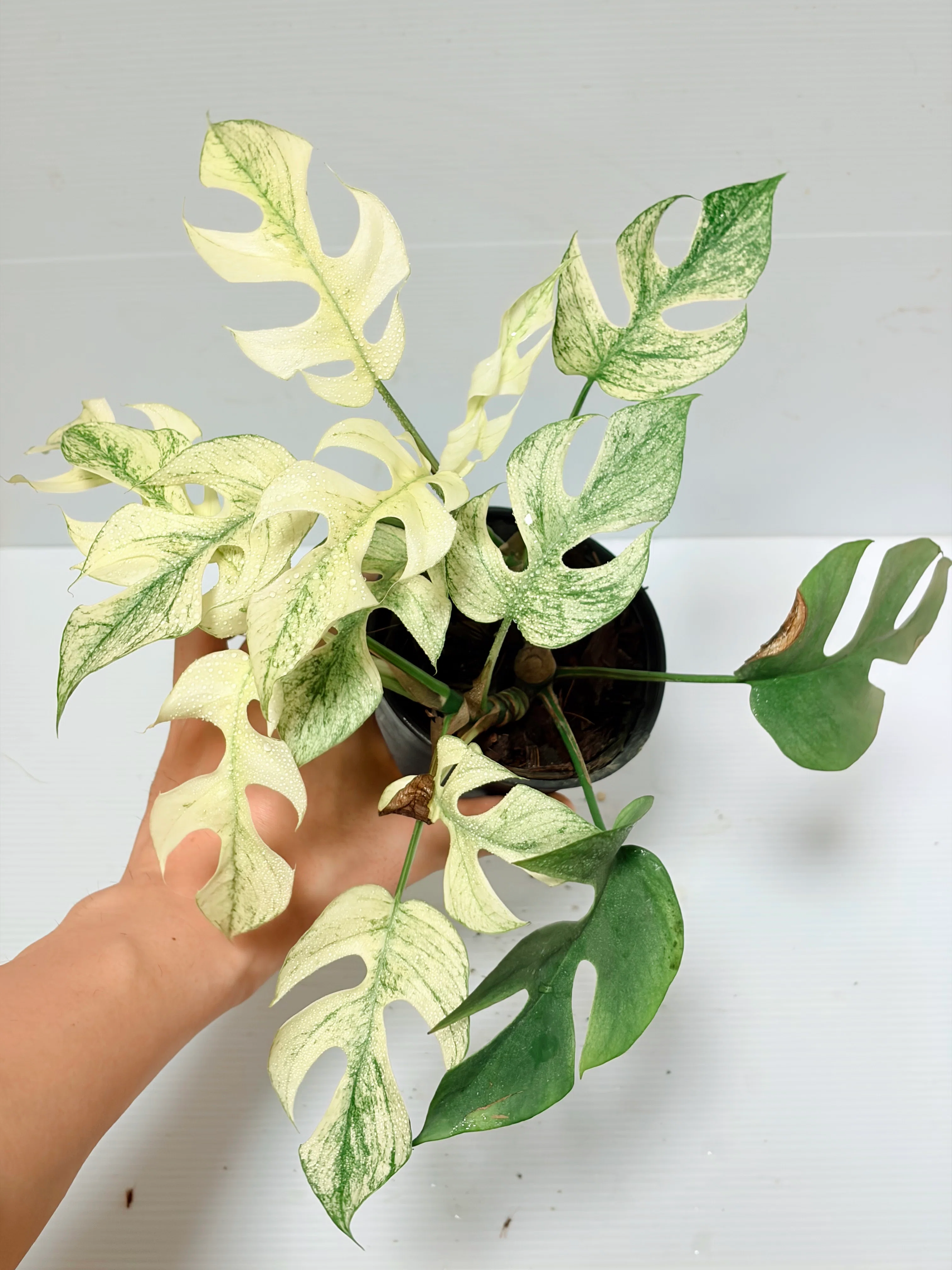 [March Income and Expenditure Report] Plant sales exceeded 150,000 yen ...