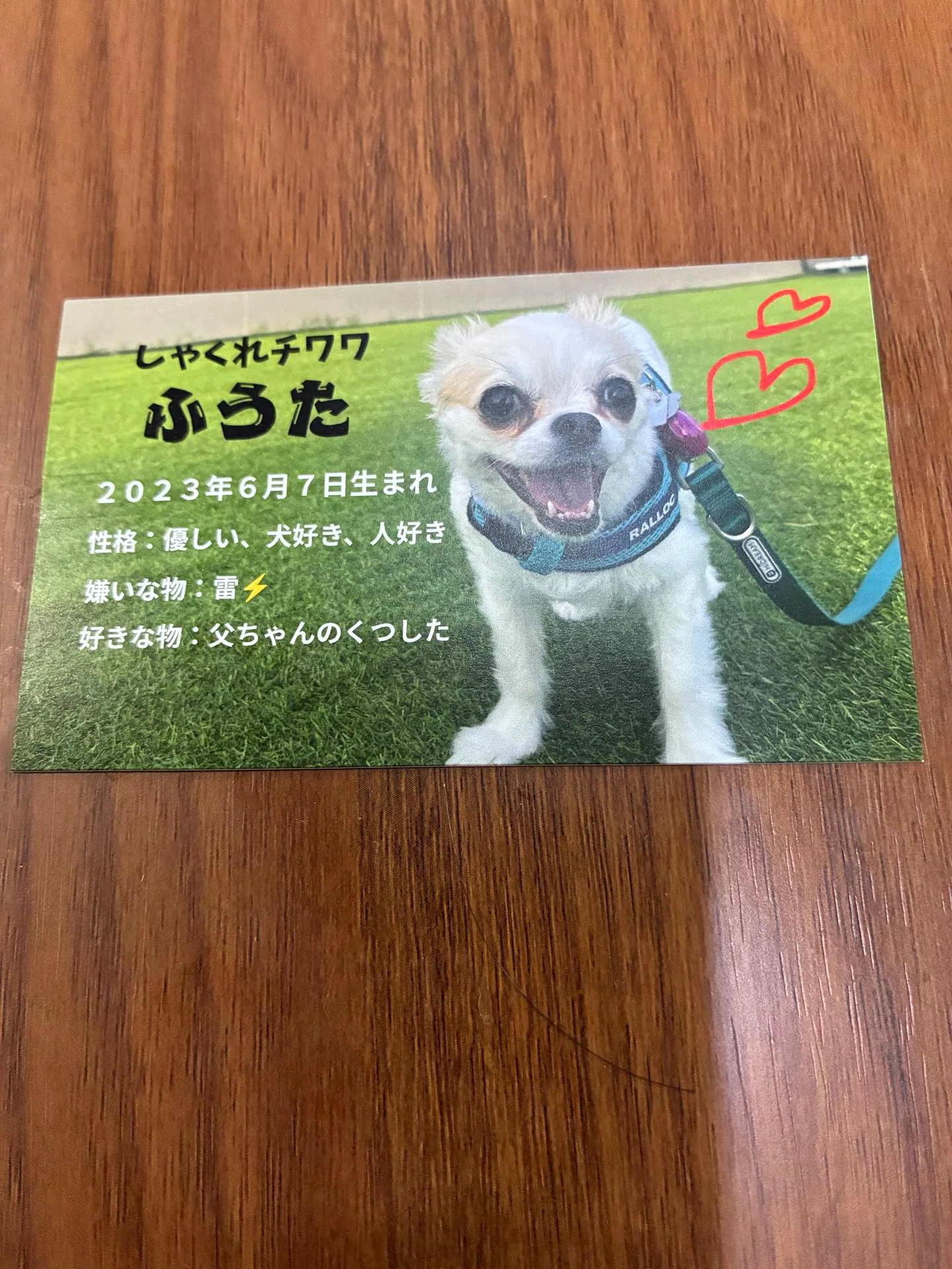 19歳まで生きたシニアチワワのトボトボ日記 番外編5｜ワンチャン名刺