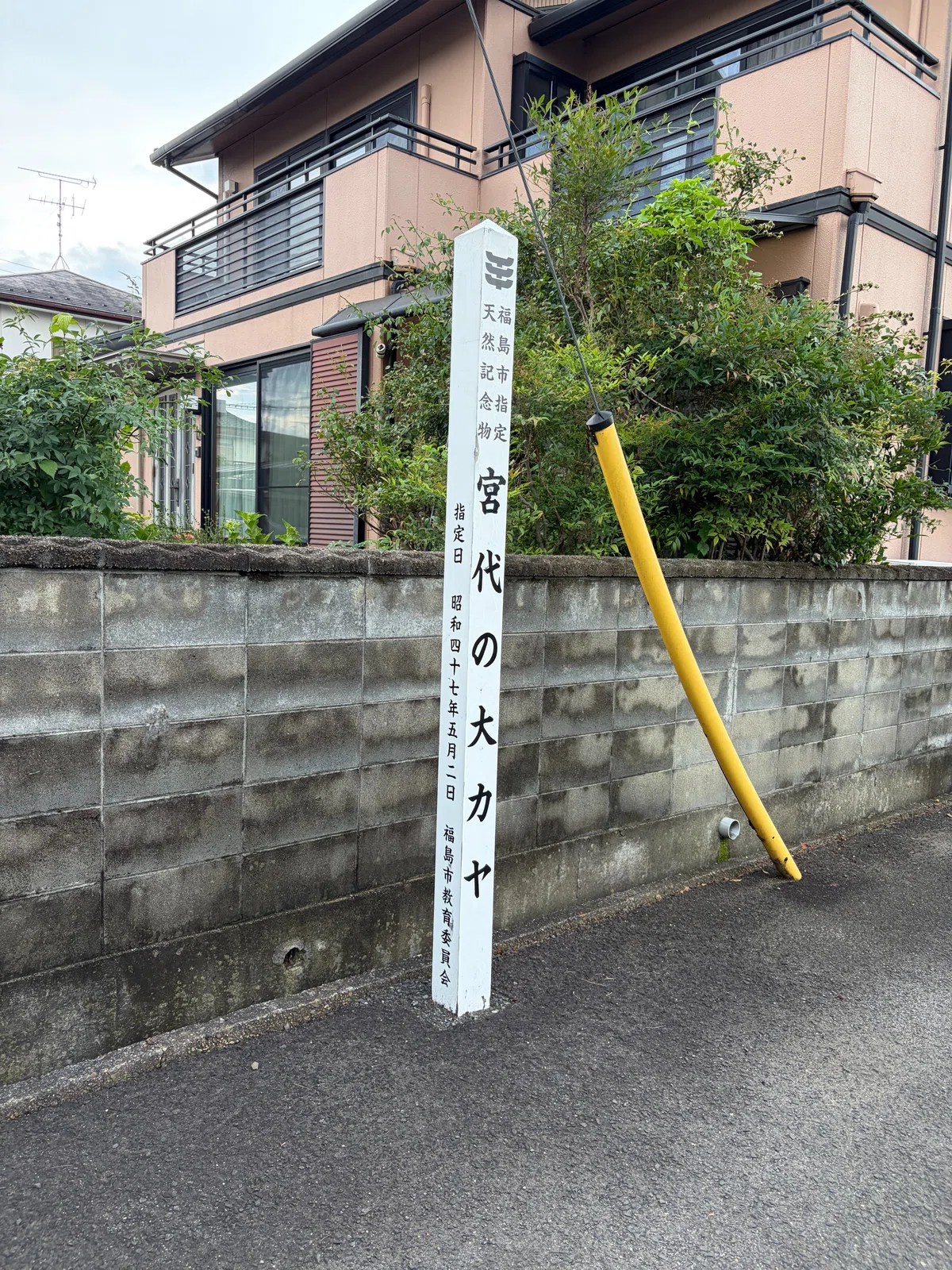[Travel Diary] The Great Ginkgo Tree Where Date Masamune Tied His Horse ...