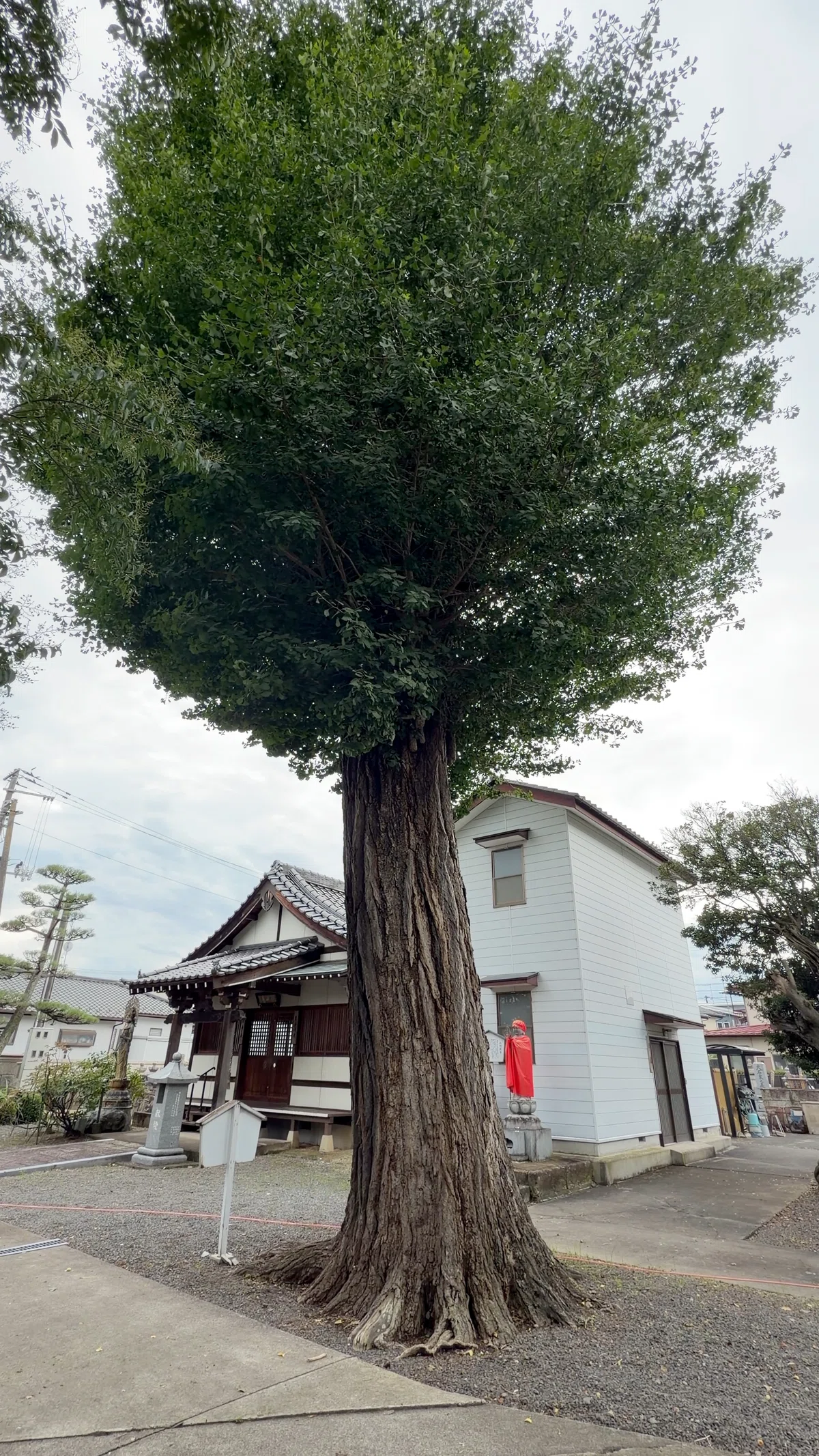 [Travel Diary] The Great Ginkgo Tree Where Date Masamune Tied His Horse ...