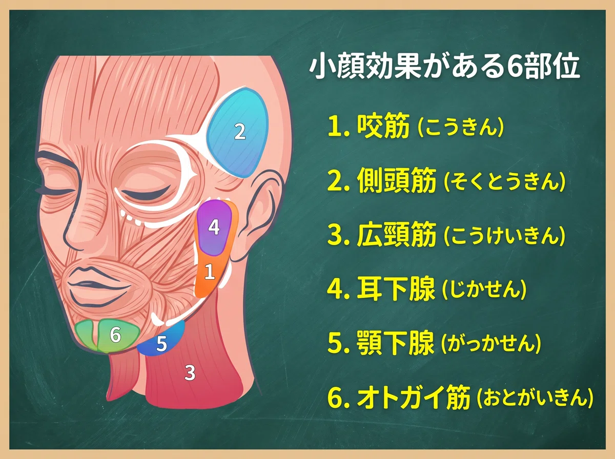 [For Beginners] What is Botox? The Secret to a Slimmer Face and 6 ...