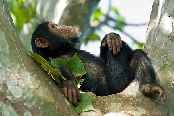 Why Humans Are Overwhelmingly 'Weaker' Than Other Primates｜Mate Dispatch