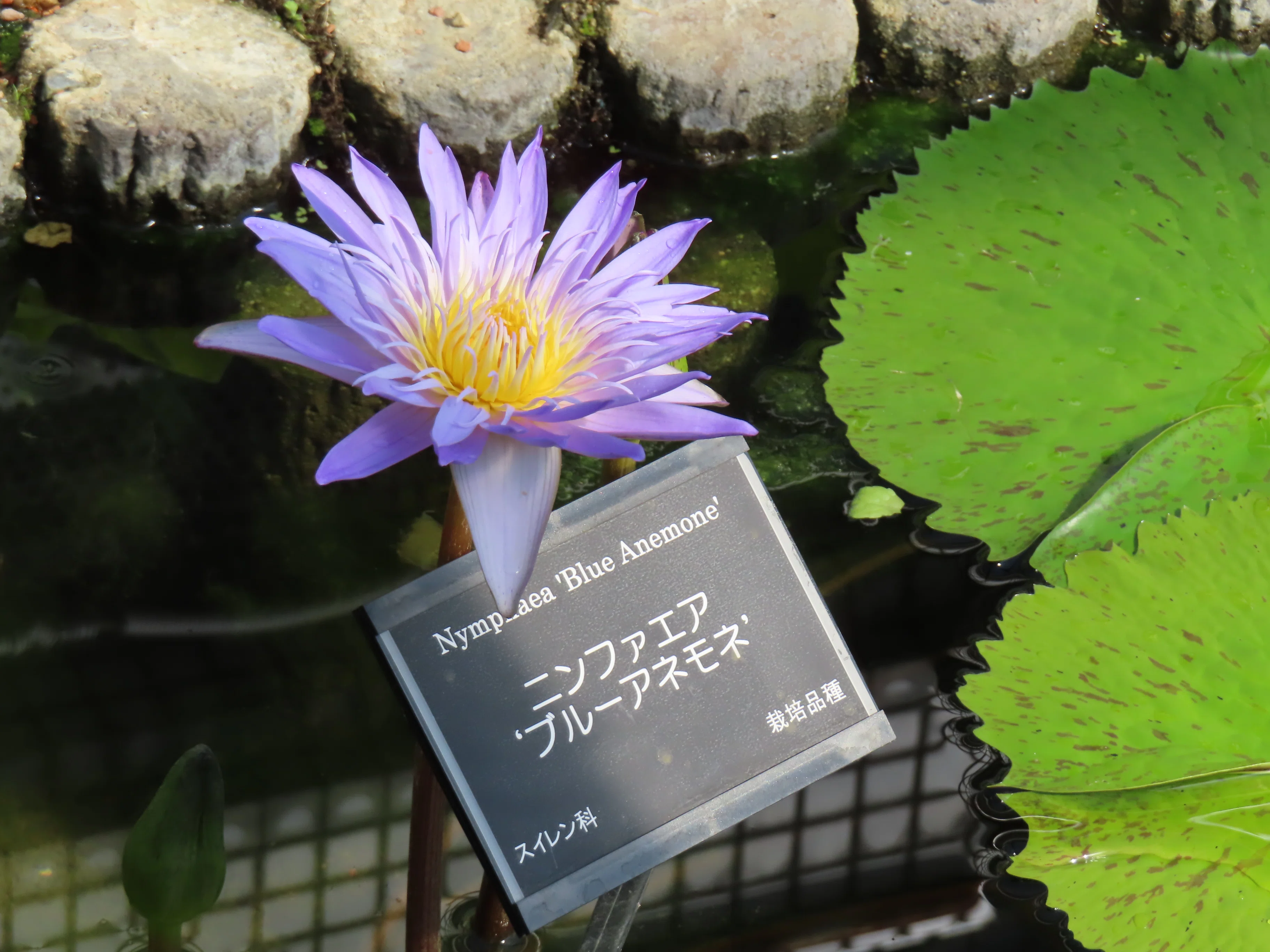 咲くやこの花館に行くなら、ガイドツアーに参加してほしい。――知ること