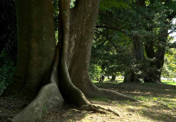 Kyoto Stroll: A Photo Walk on the First Day of the Long Weekend, Taking ...