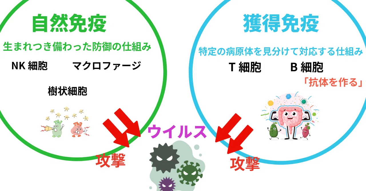 [Why?] What is the difference between immunity and antibodies? The ...