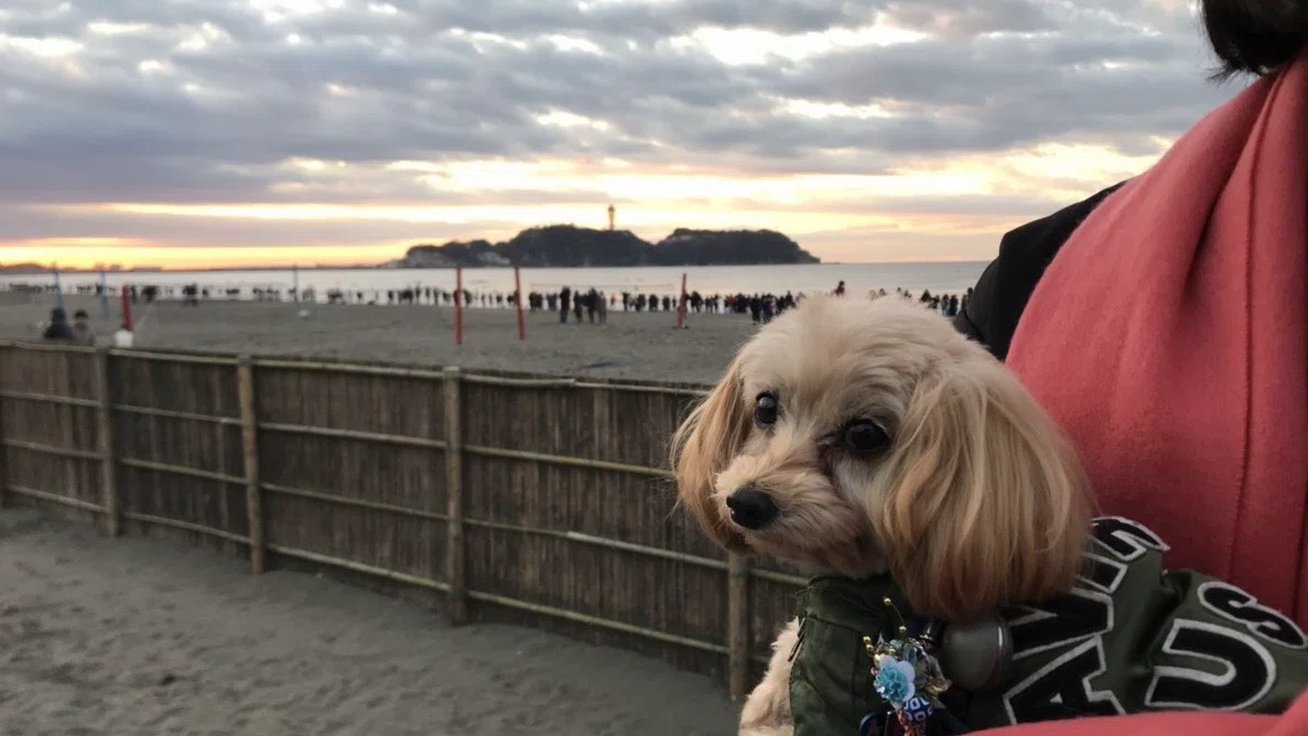 What it means to raise a dog.｜なな｜31歳、広報と中間管理職
