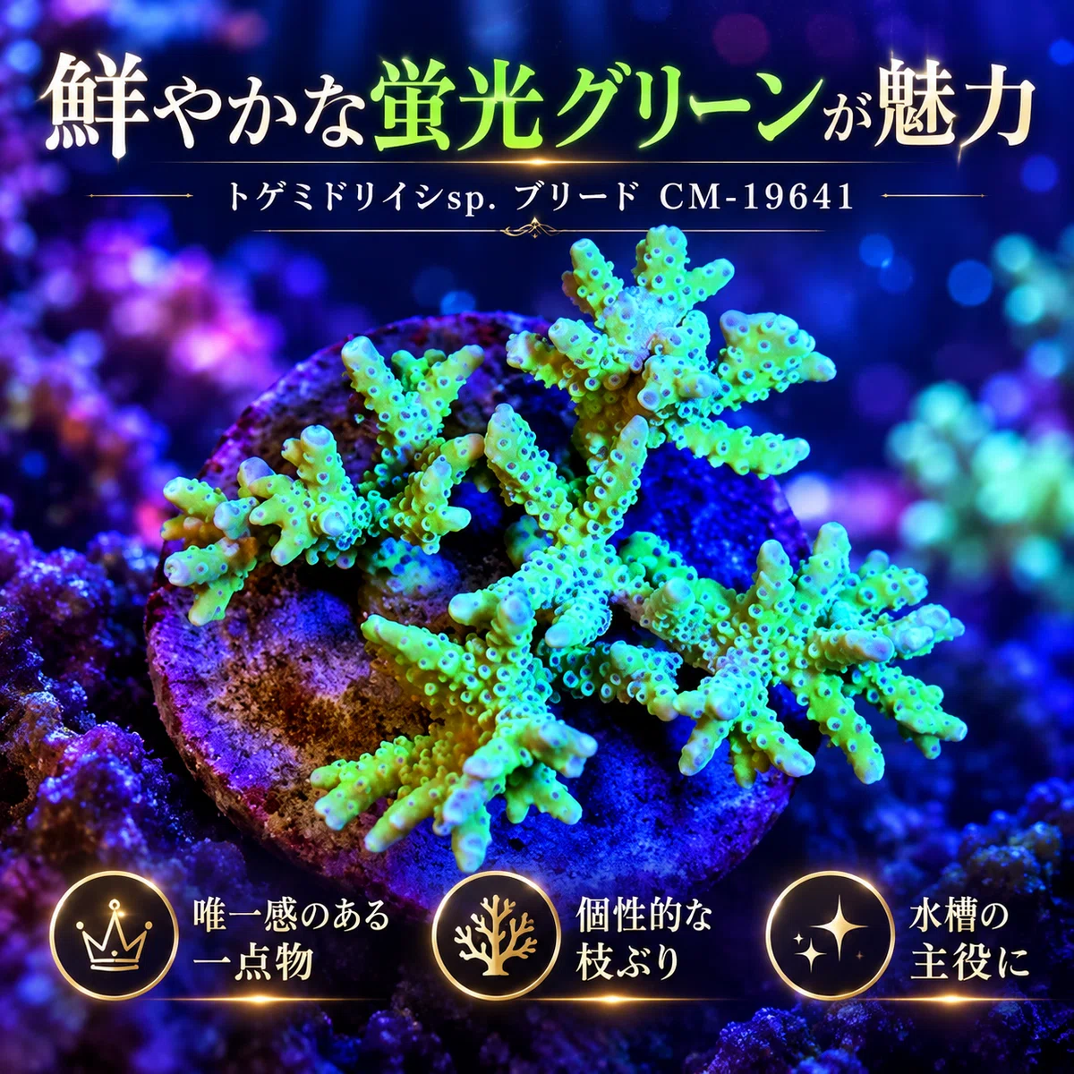 [One-of-a-kind] Acropora sp. Breed CM-19641 | The charm of a unique SPS ...